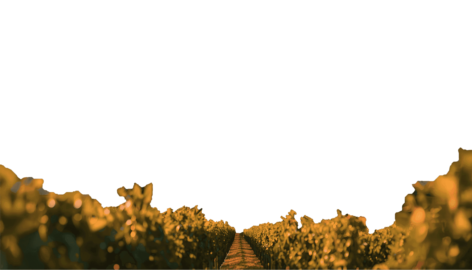 Vineyard rows with green leafy vines, sunlit. Pathway between rows. Dark sky above.