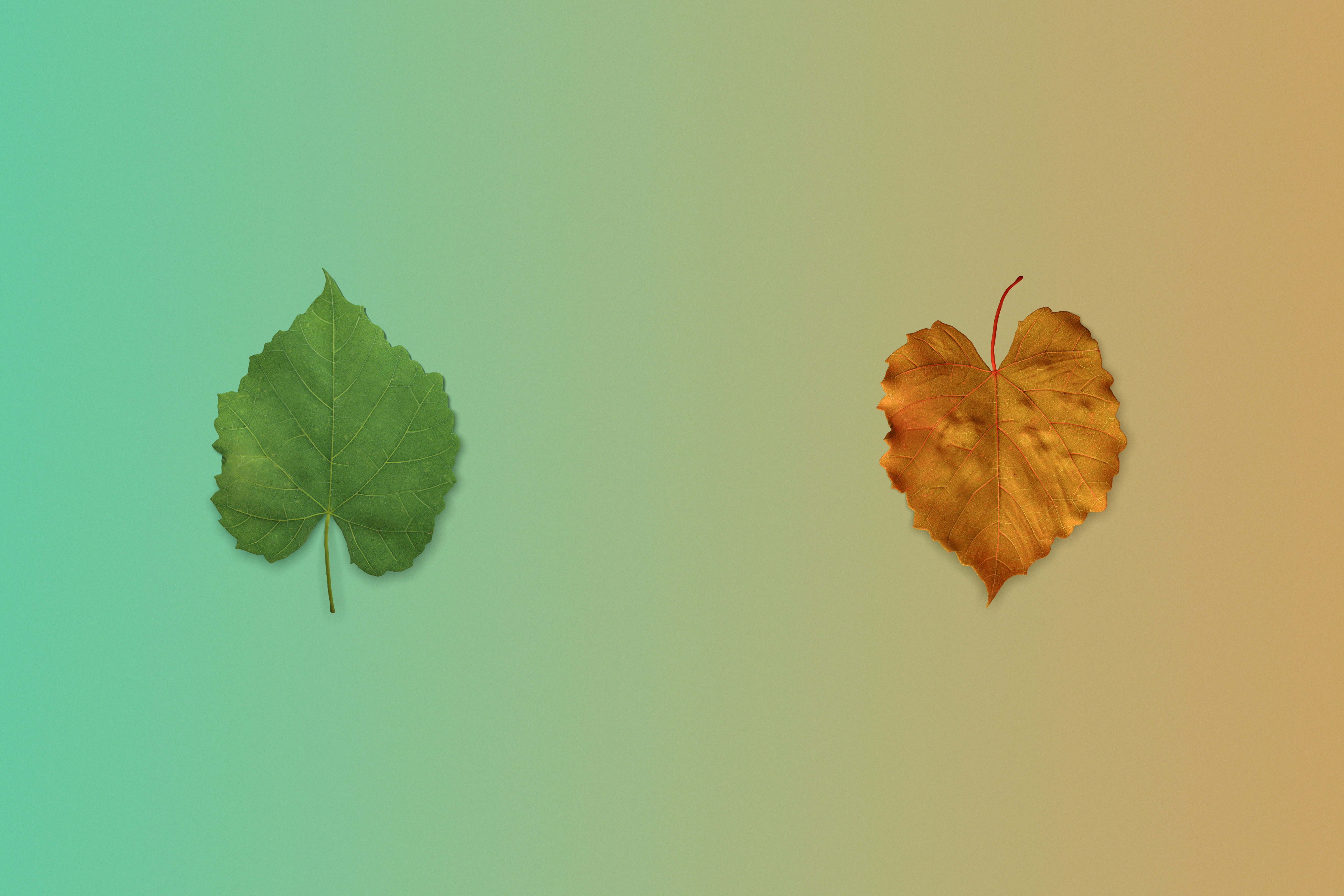 a couple of leaves sitting next to each other