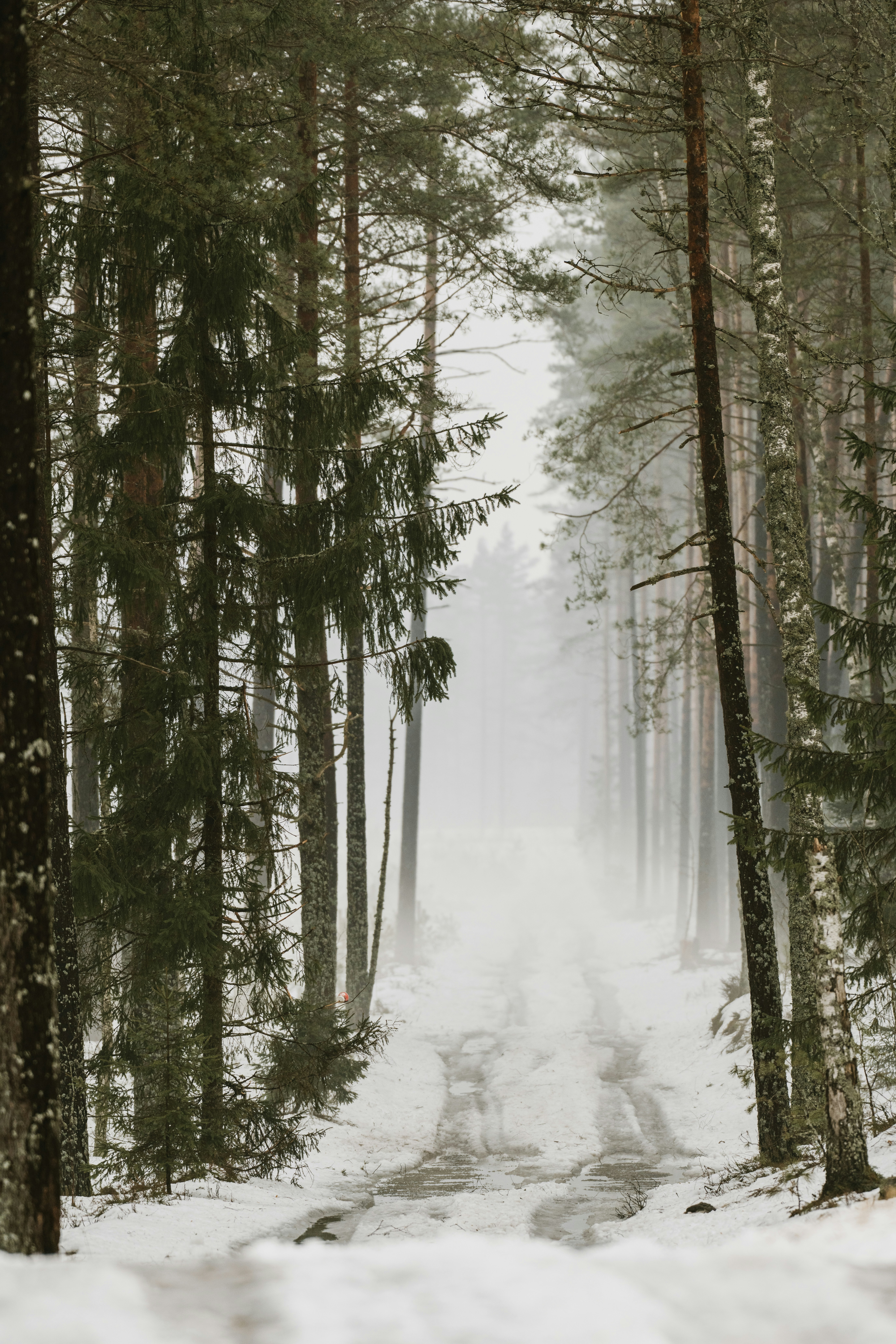 Snowy forest path disappearing into fog