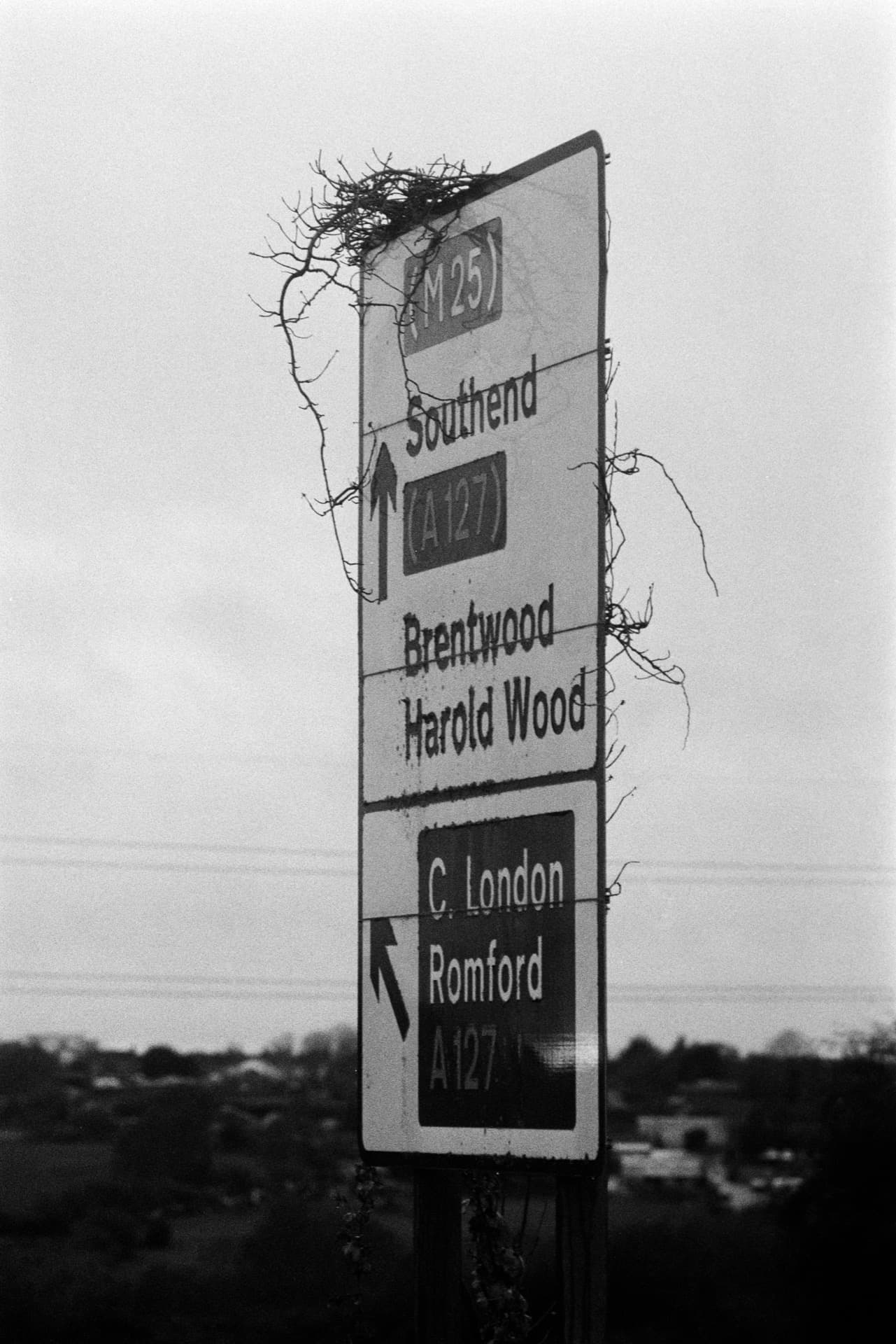 Road sign for M25 Southend and A127 Romford overgrown with tangled vines