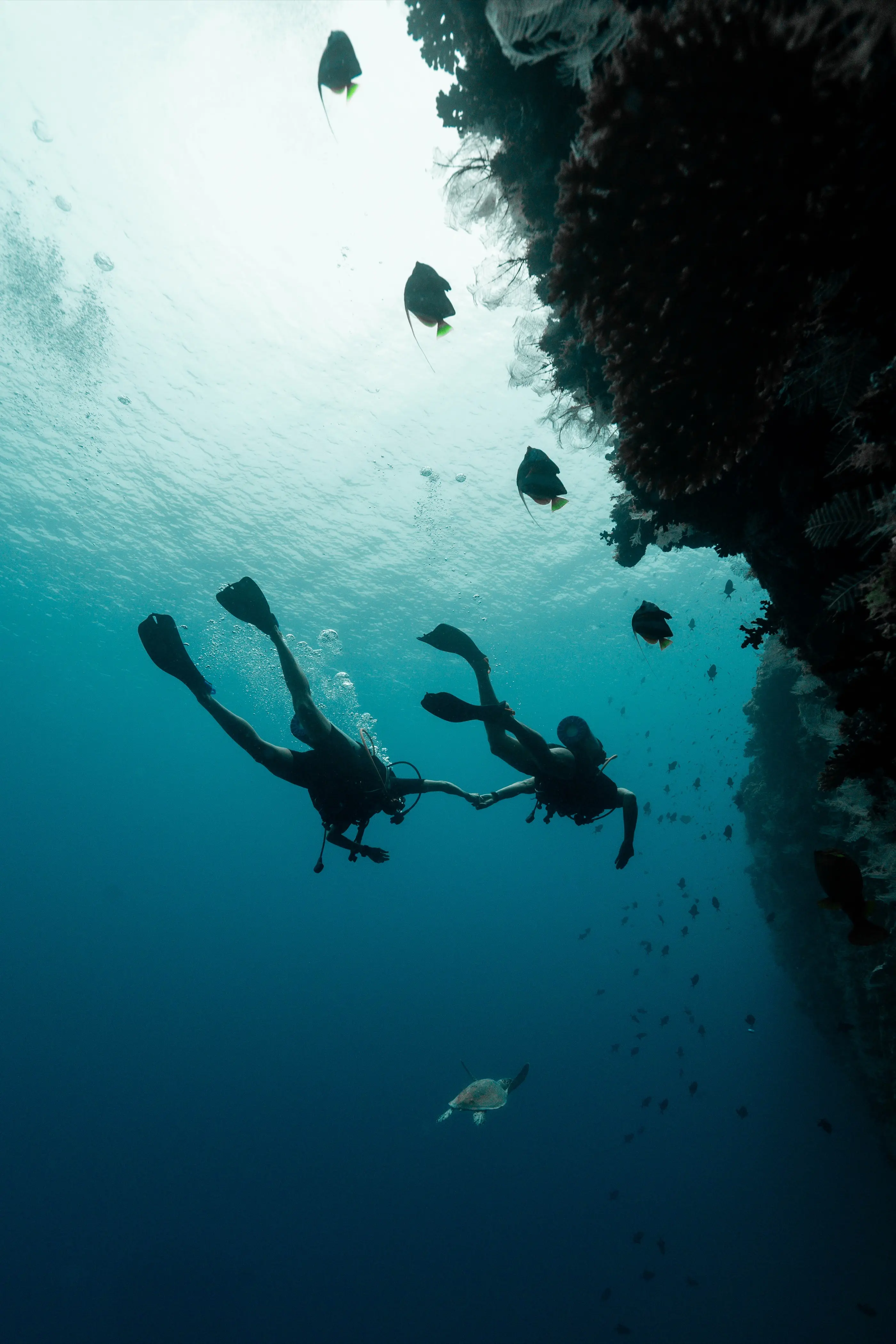 Divers exploring the reef near Velaa