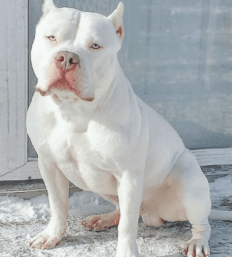 A white dog sitting on snow

AI-generated content may be incorrect.