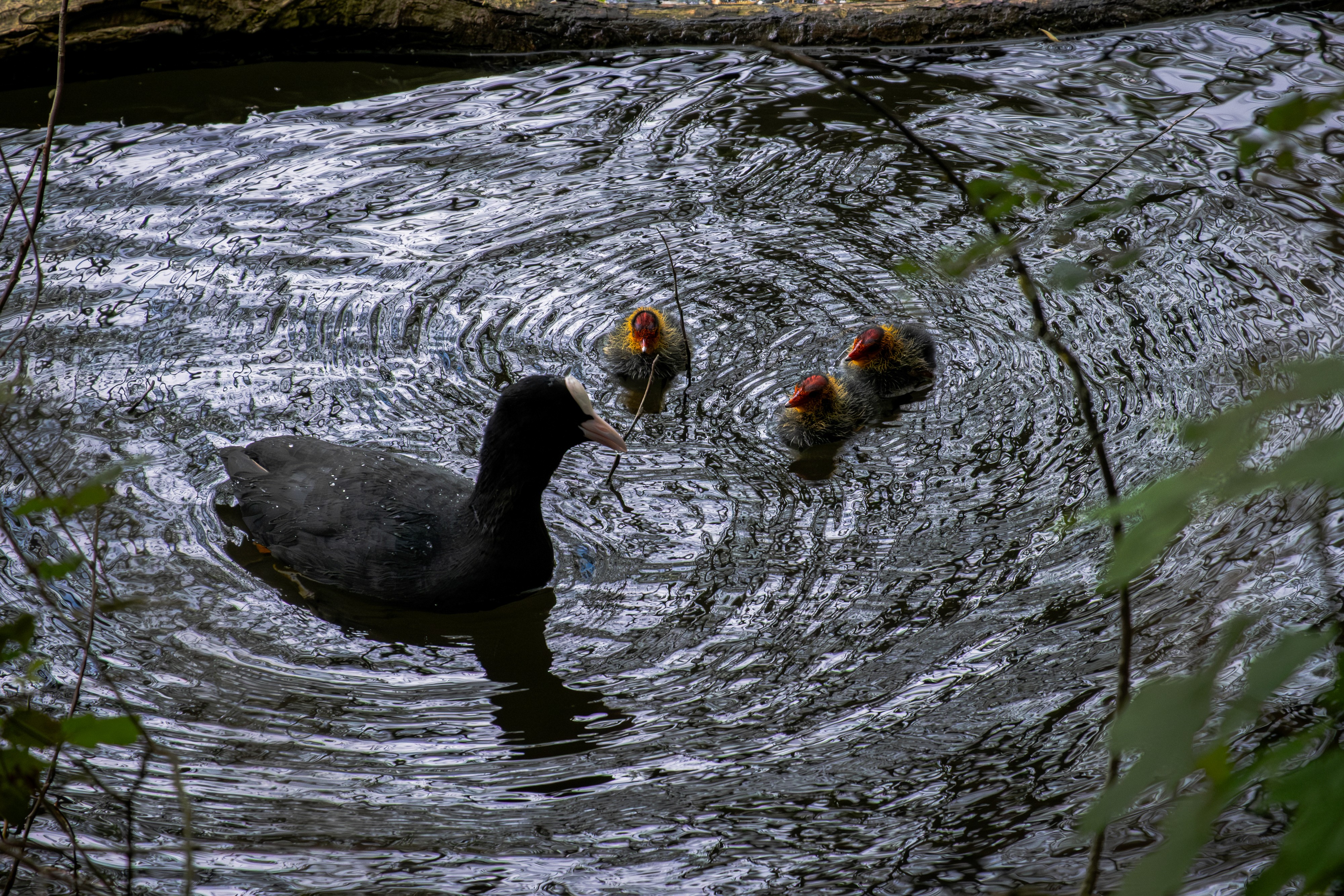 A black Eurasian Coot with a distinctive white beak and frontal shield swimming through vertical reeds in a calm pond.