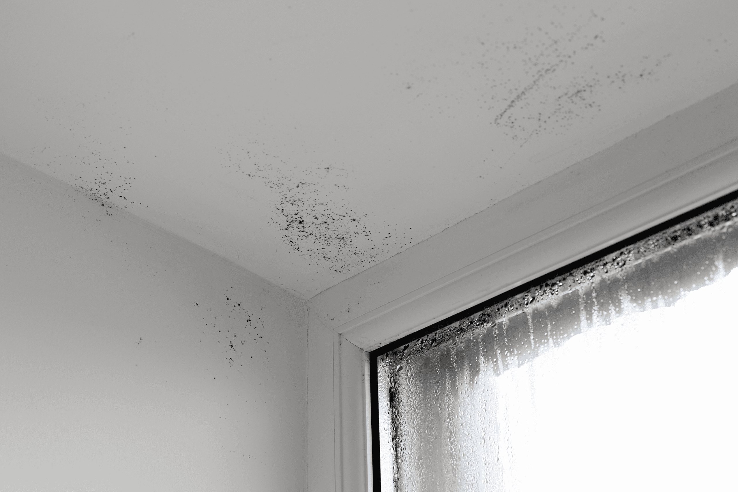 Black mold growing along a damp ceiling corner above a window.