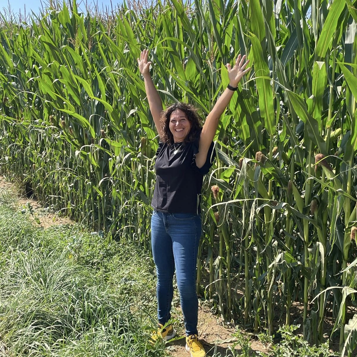 Maisanbau in Nordstetten