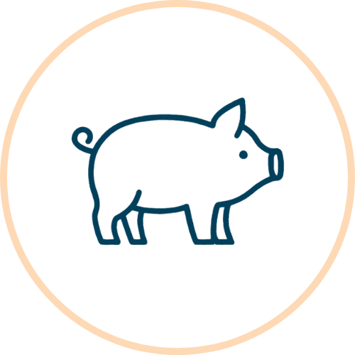 Pigs