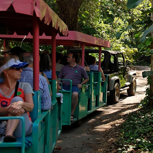 乘坐绿色和红色野生动物园吉普火车的人们穿越茂密的森林地区。
