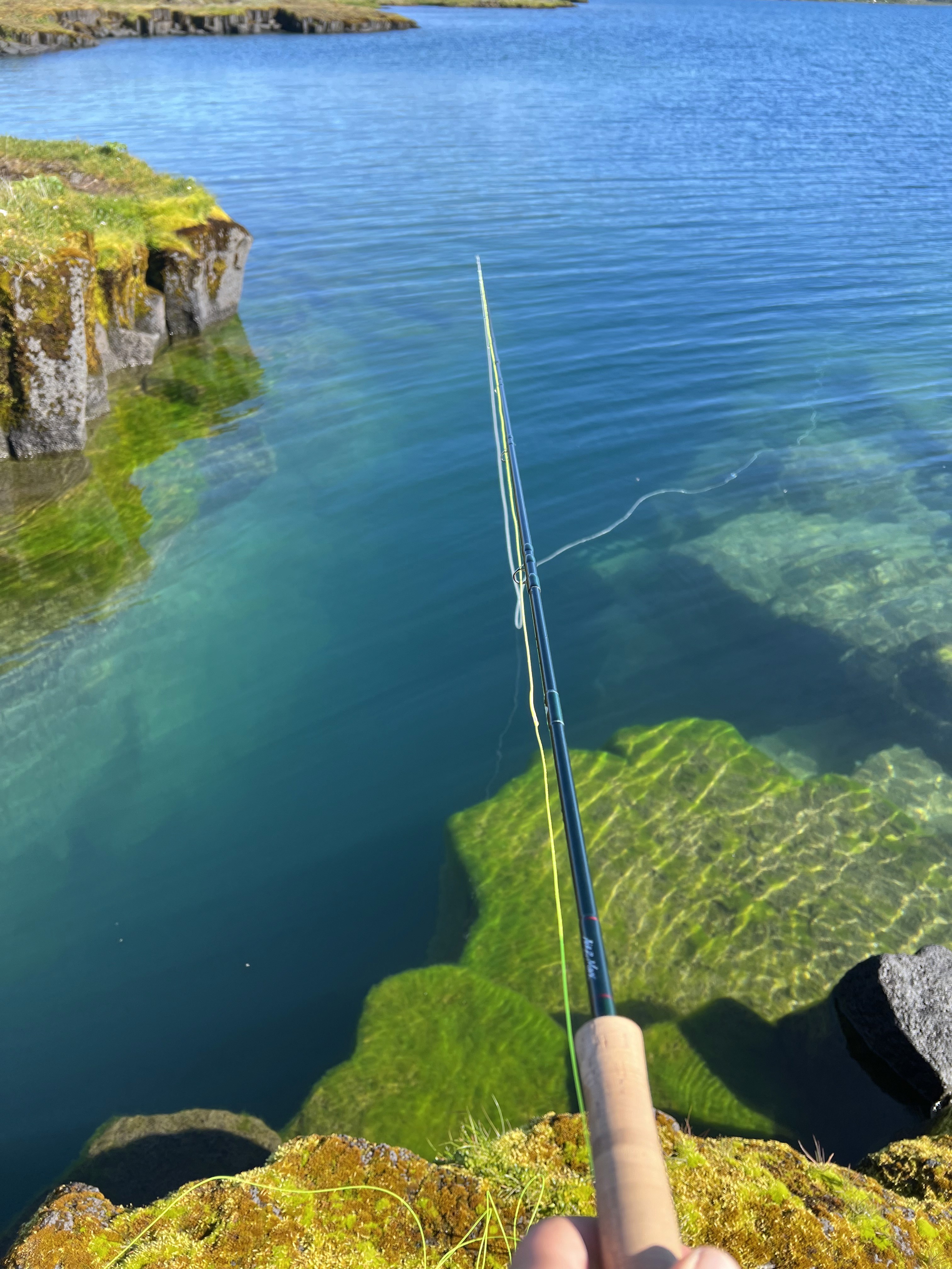 Island, Brown Trout, Arctic char, fjeldørred