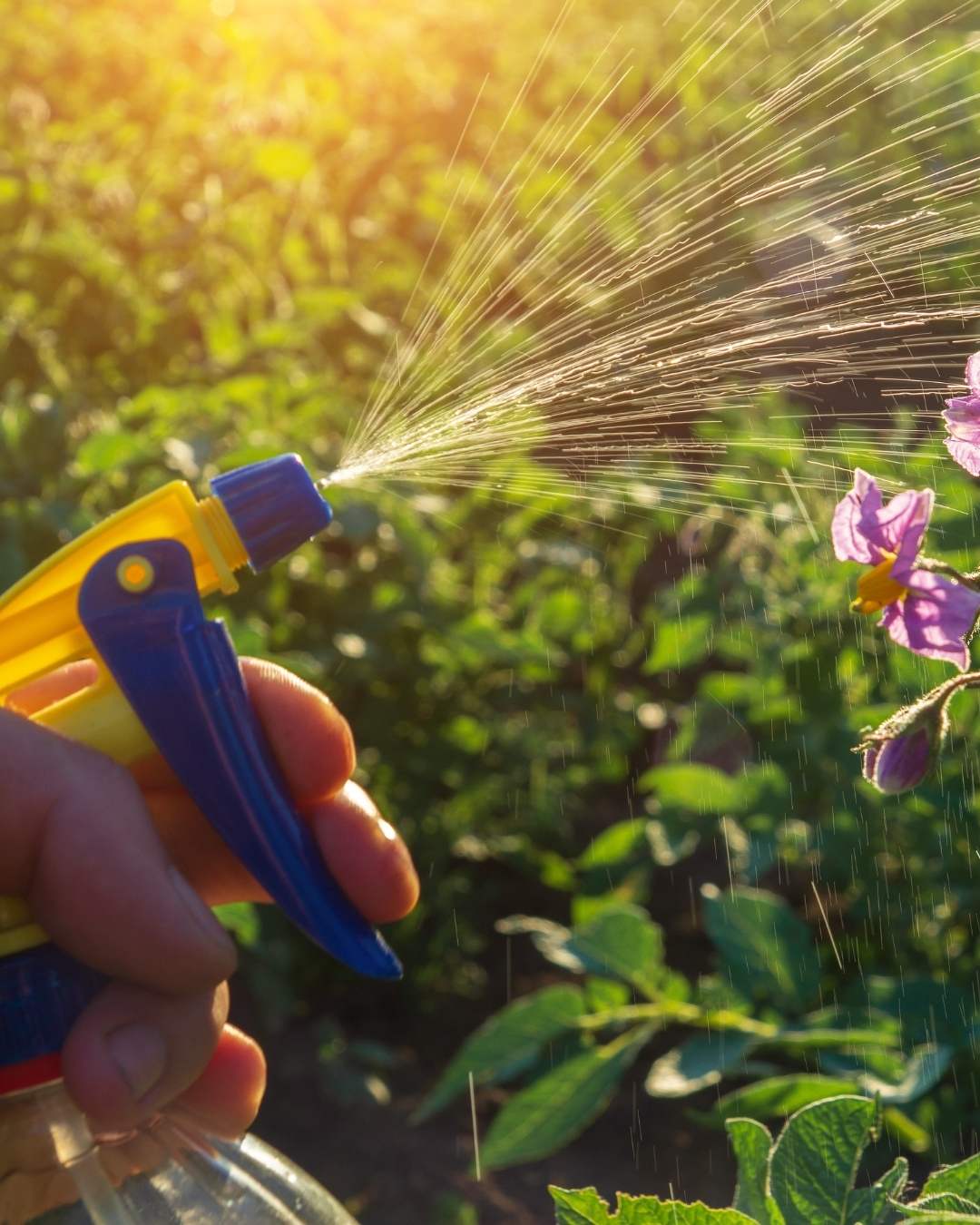 How Can We Help With Residential Pest Control