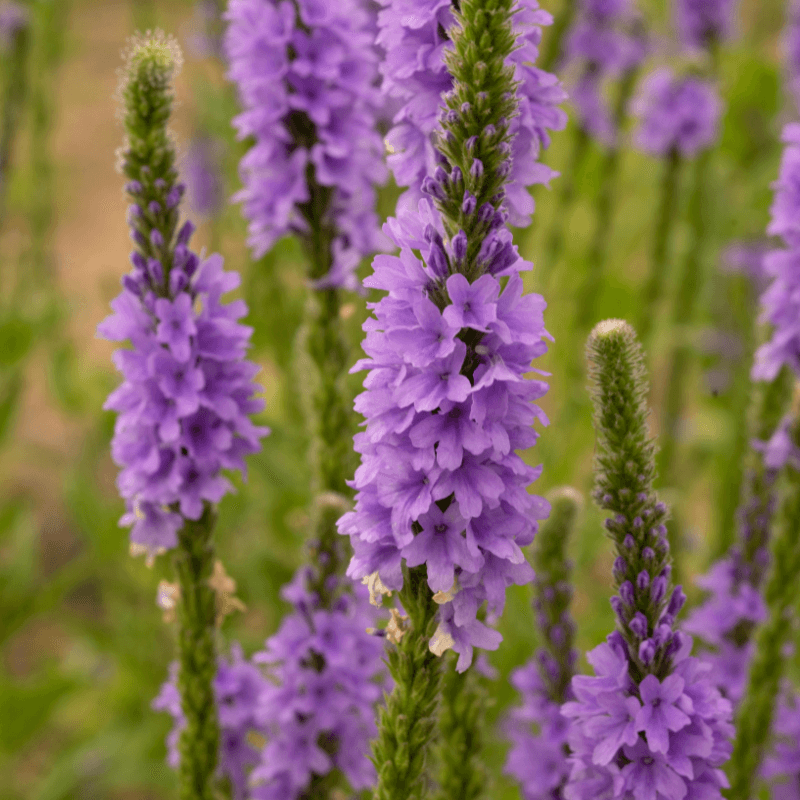 blue vervain flowers in meadow