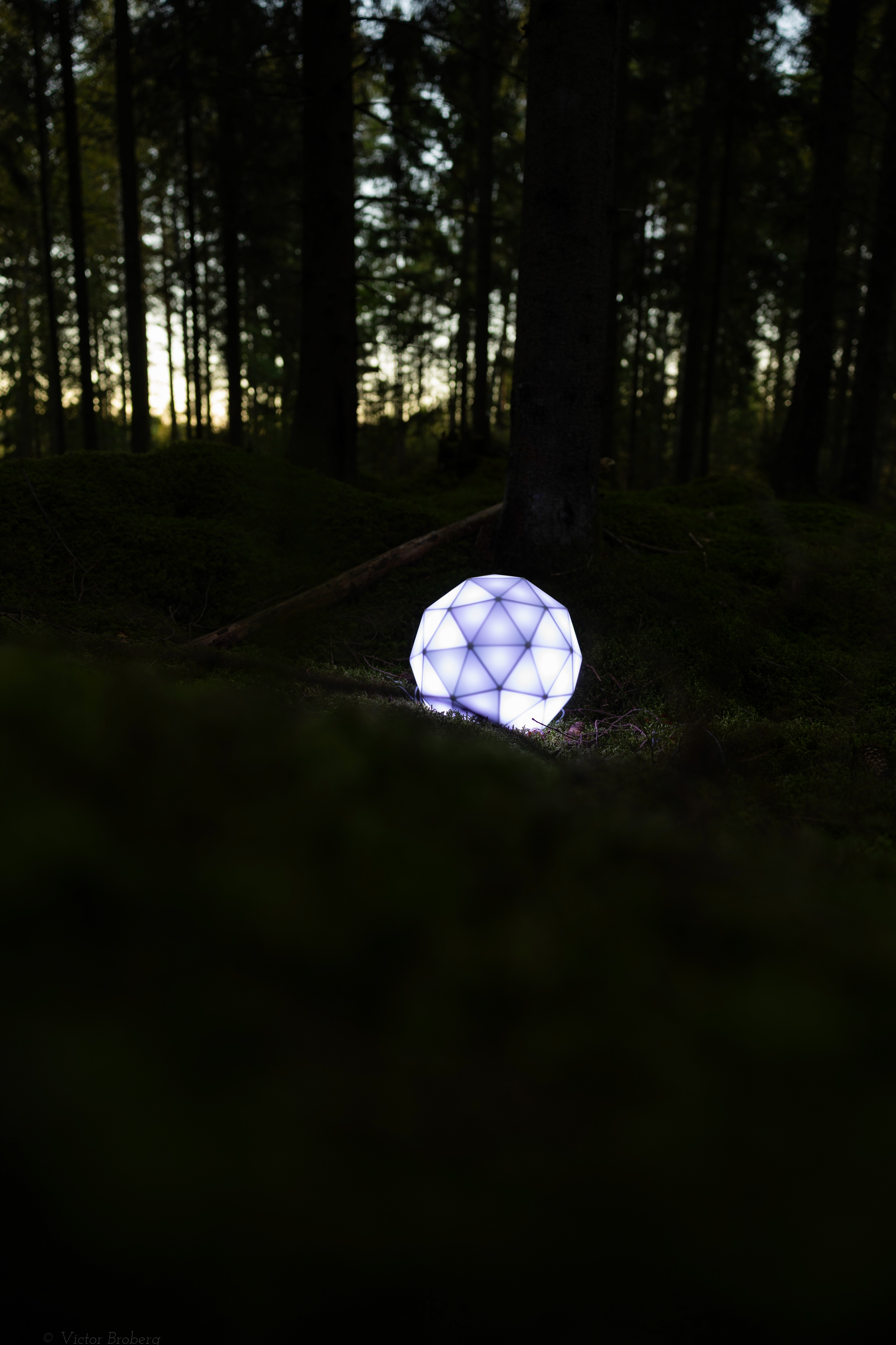 Glorb nest in moss