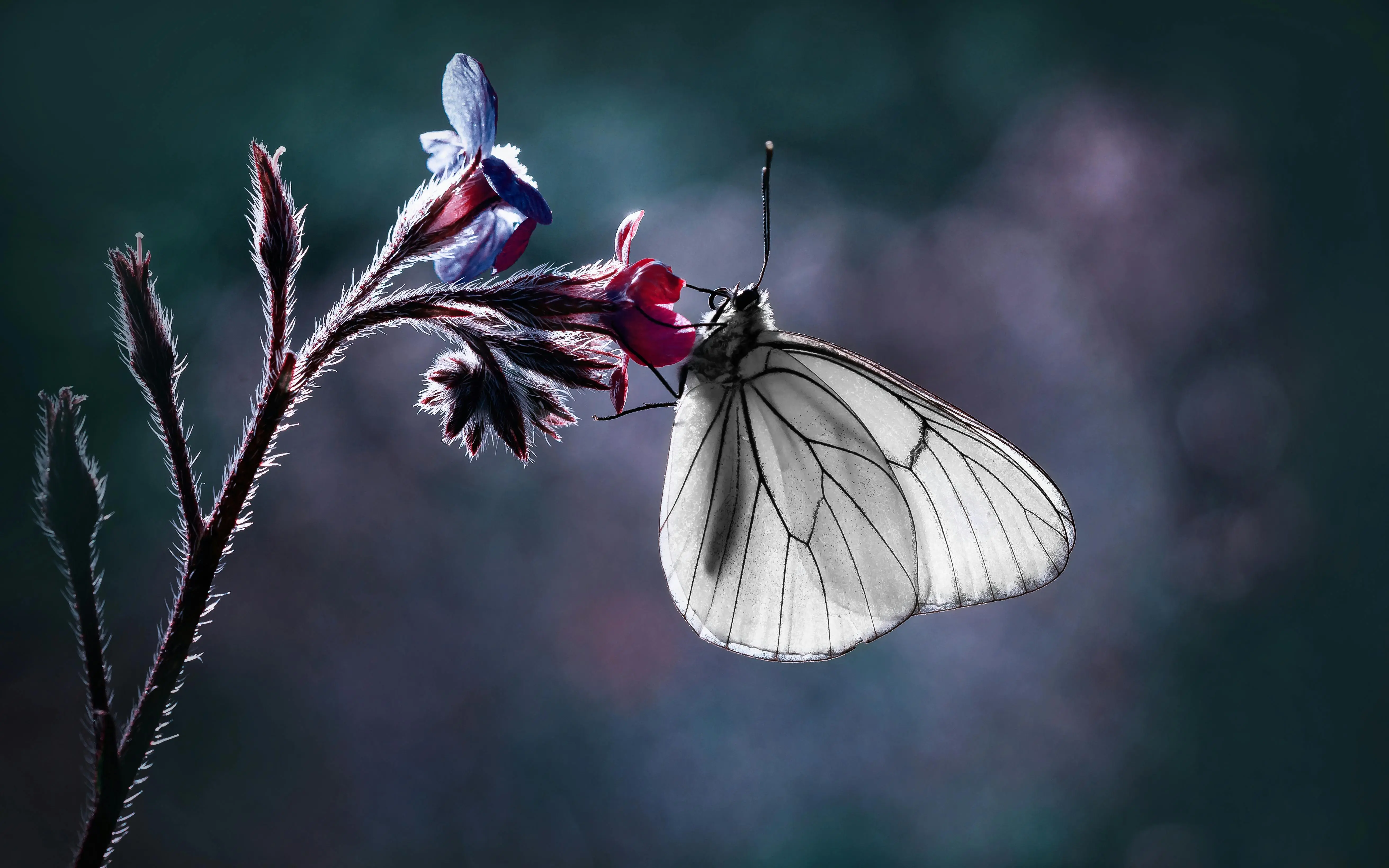 a white moth or butterfly standning in a beautiful pink flower representing the fairy of Pam's encounter