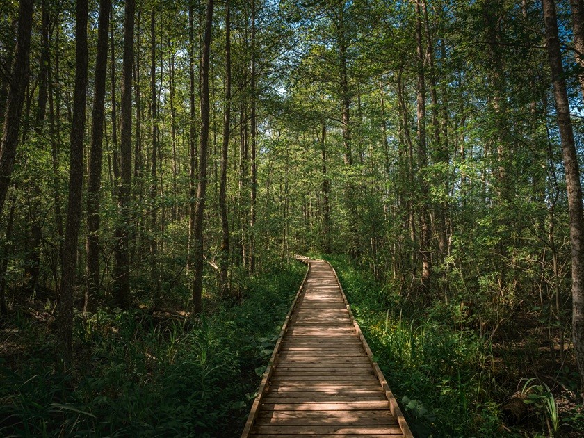 Лесная тропа к морю