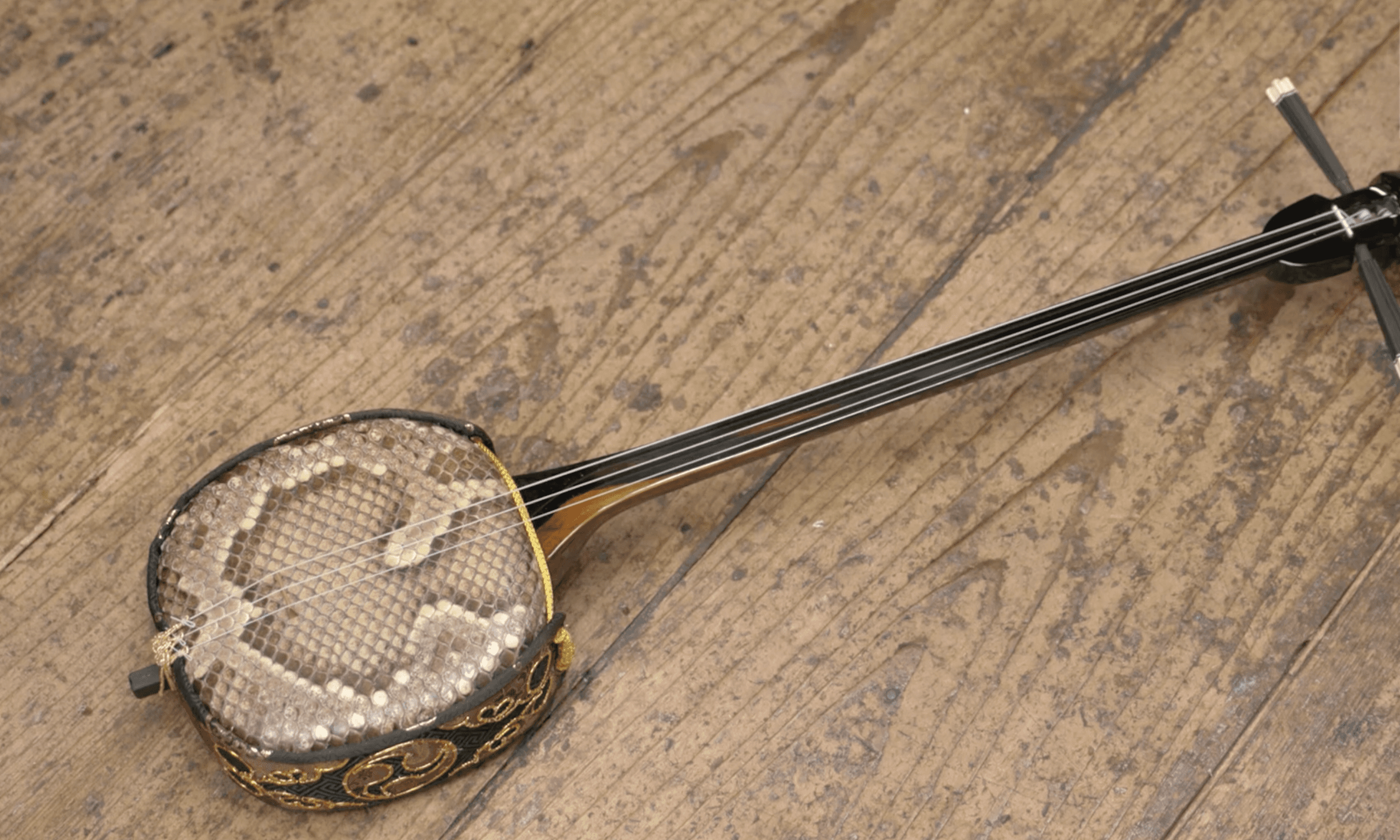 sanshin, python, okinawa, sanshin