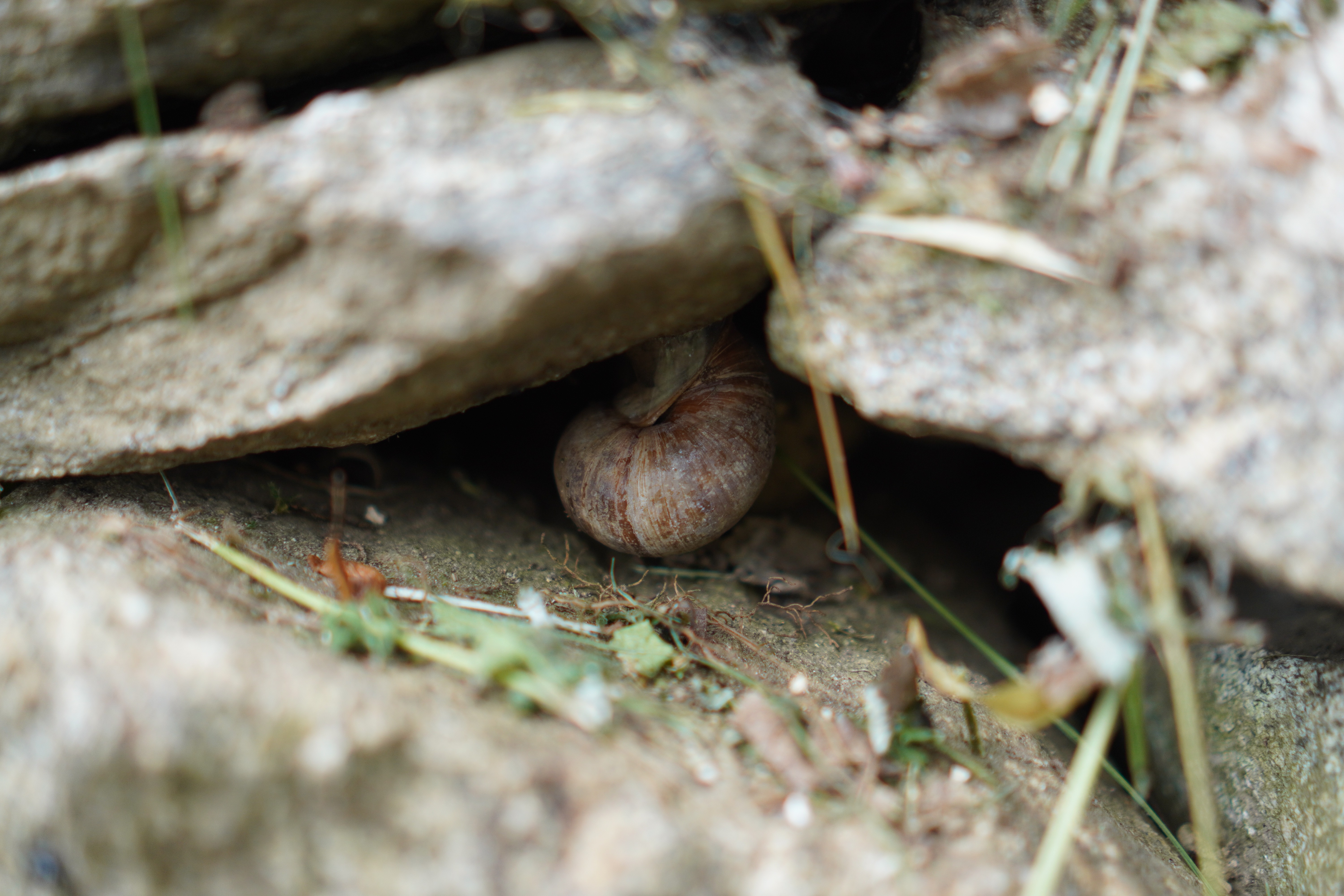 Vorteile und Nachteile Trockenmauer Pflanzen und Tiere