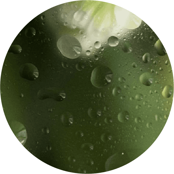 Gut health icon