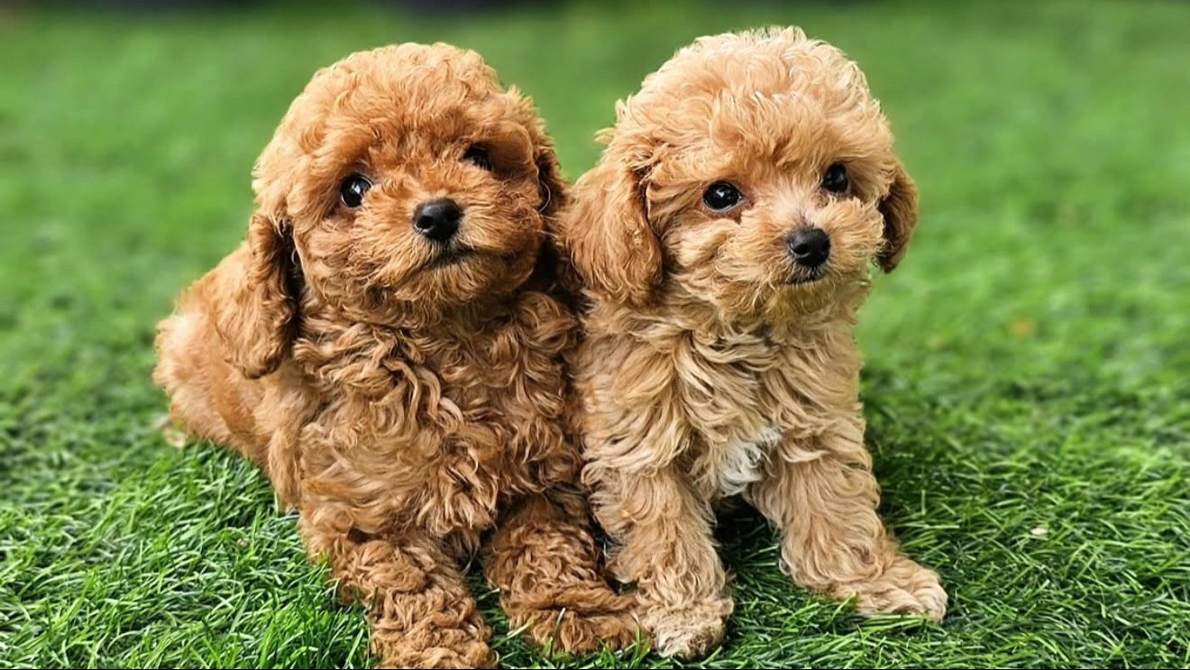 Two brown puppies are staying close together and lying down on the green grass.