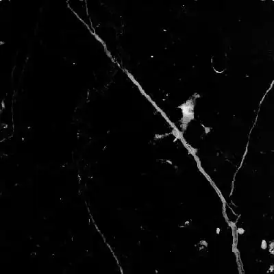 Nero Marquina marble — natural stone swatch, Mosaiclegs Art Studio