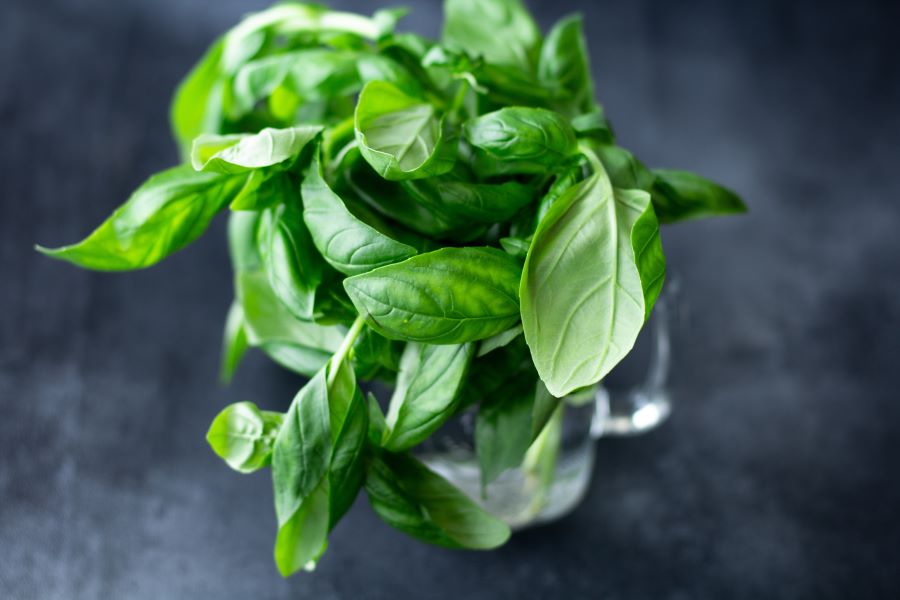 Conservare il basilico in frigo