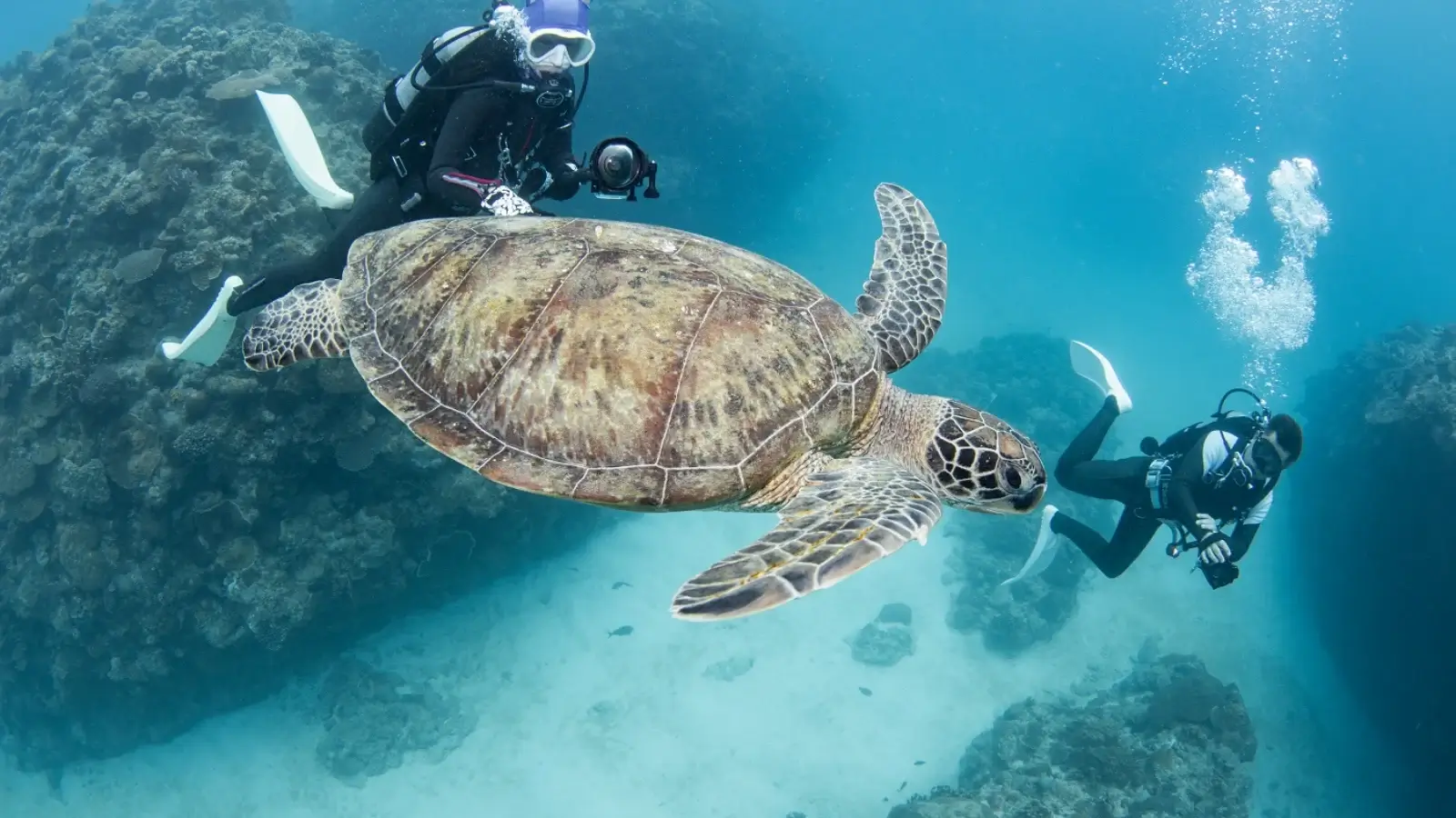 Swimming with Giant Marine Life