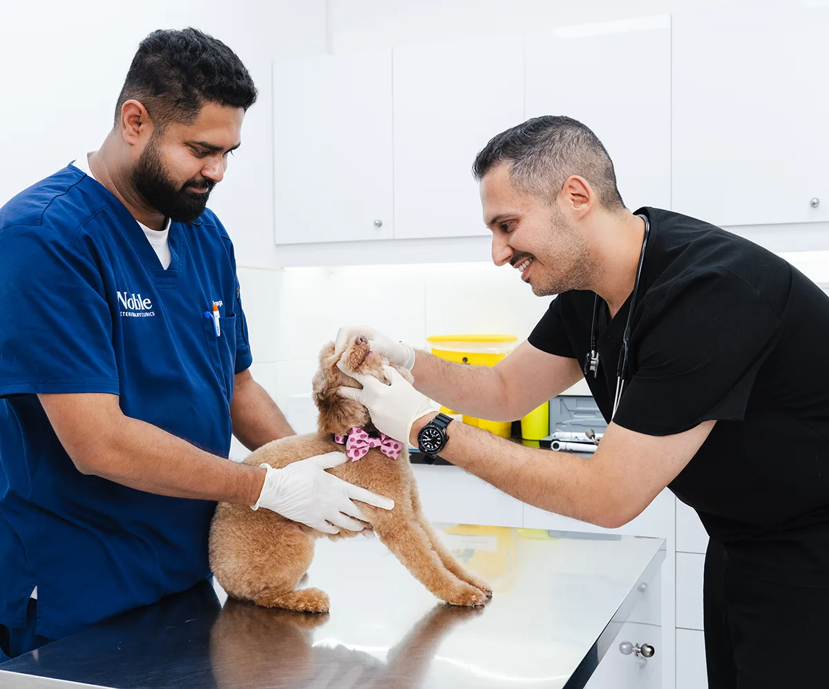 Two veterinarians examining a small dog's teeth on the exam table before a dental procedure.