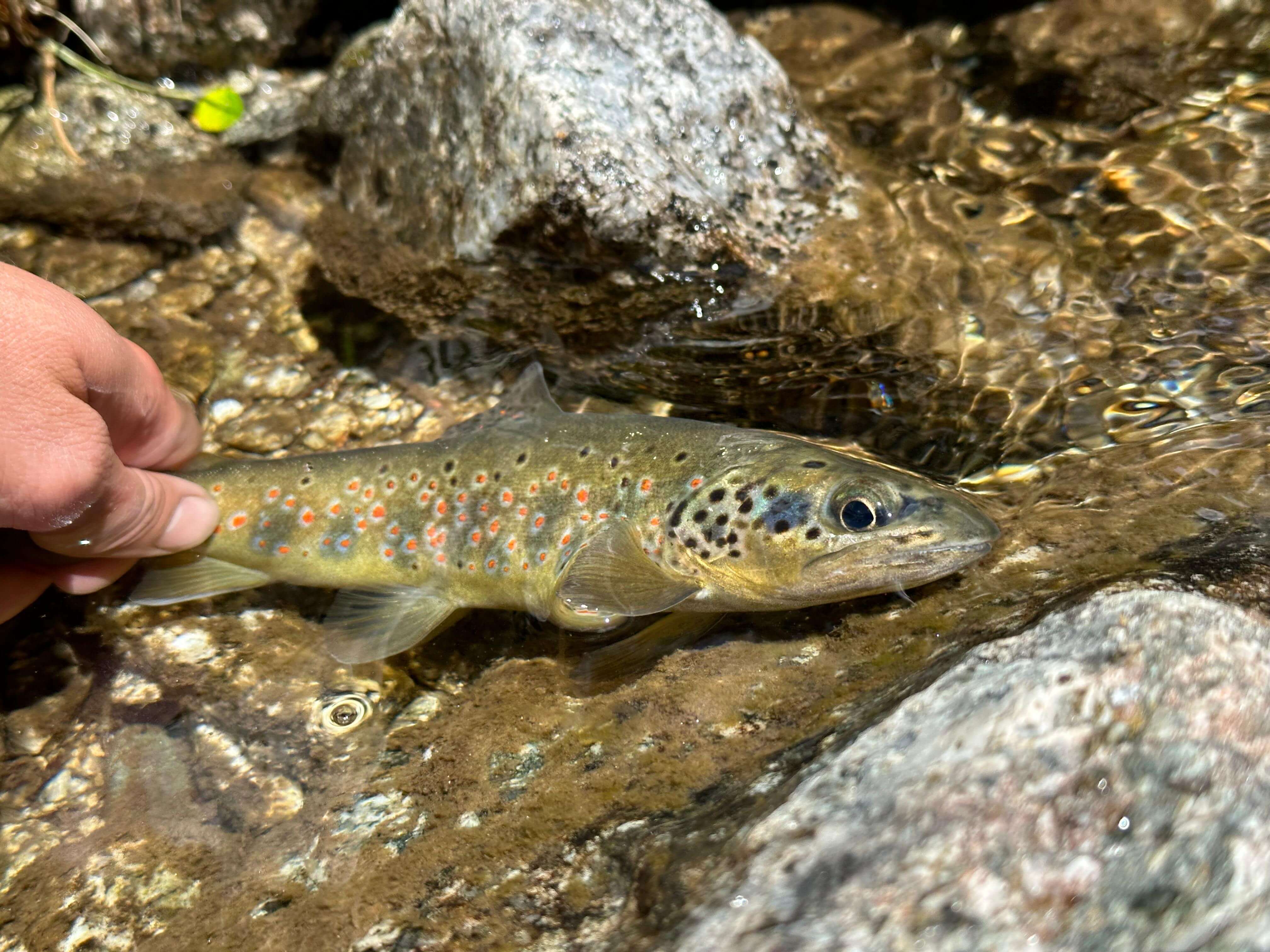 Fly fisher exploring the crystal-clear waters of Aigüestortes National Park