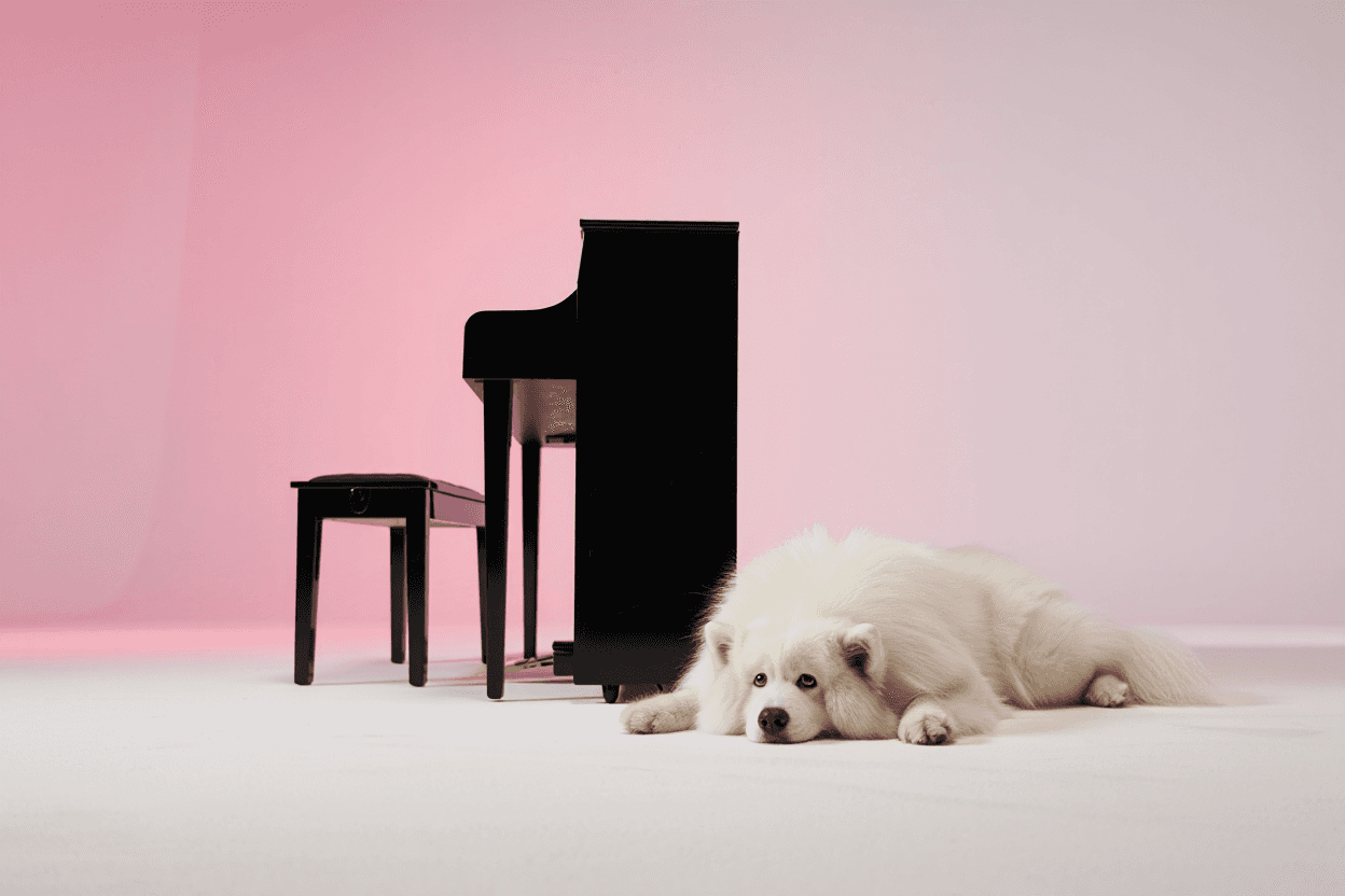 white dog and piano