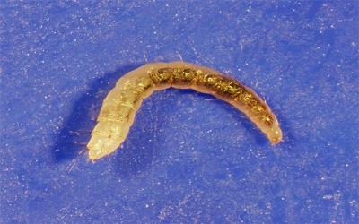 Larva de pulga