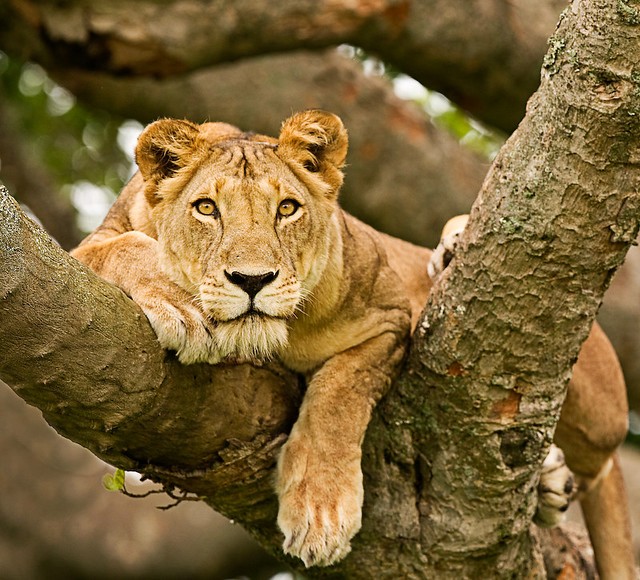 lioness in a tree