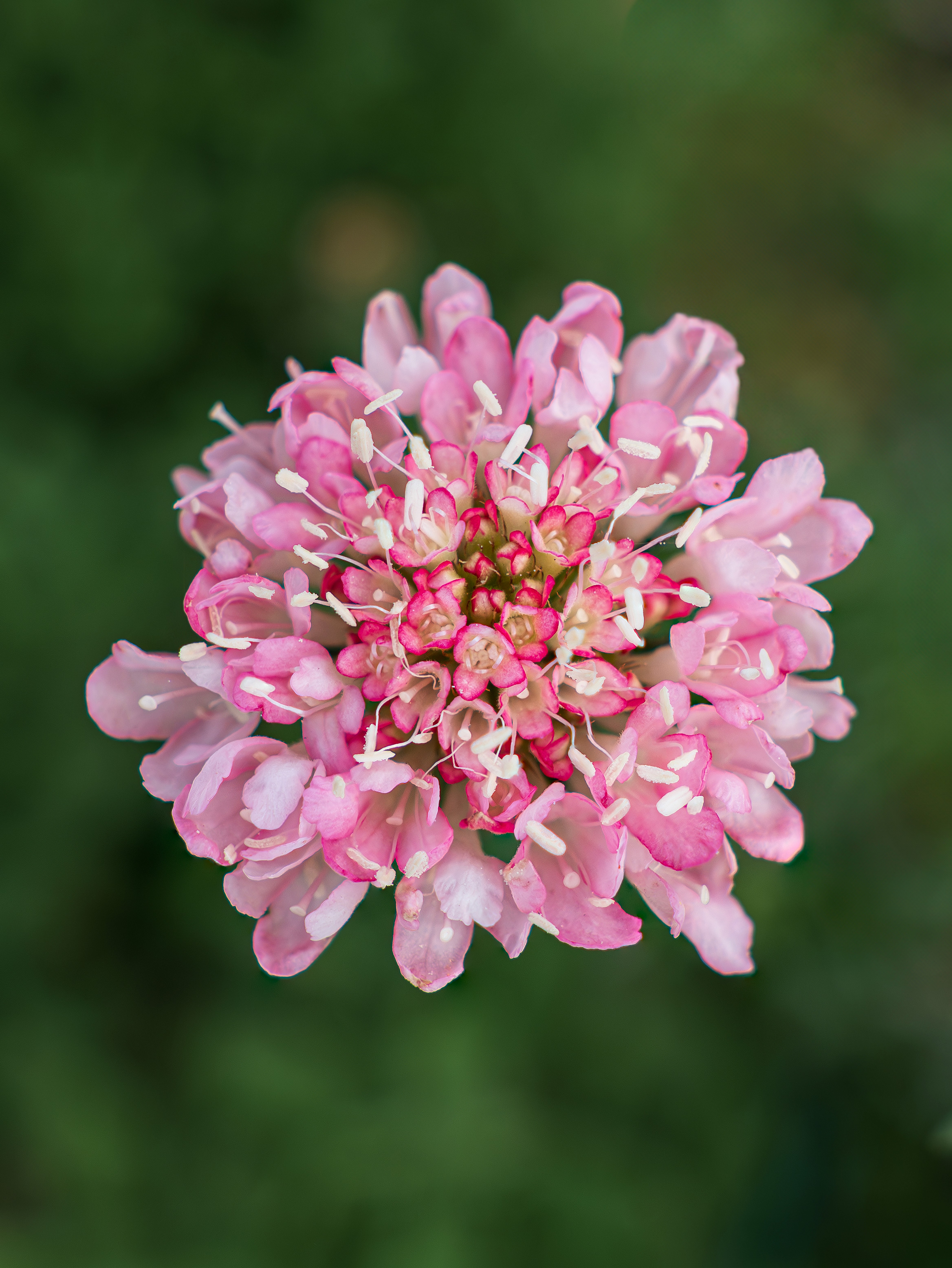 A close-up of a pink and white scabiosa, pincushion flower.