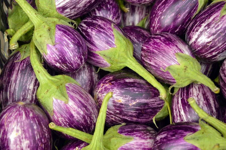 Melanzane viola