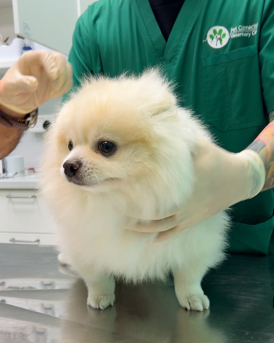 A puppy preparing to receive core vaccinations at Pet Connection Veterinary Clinic.