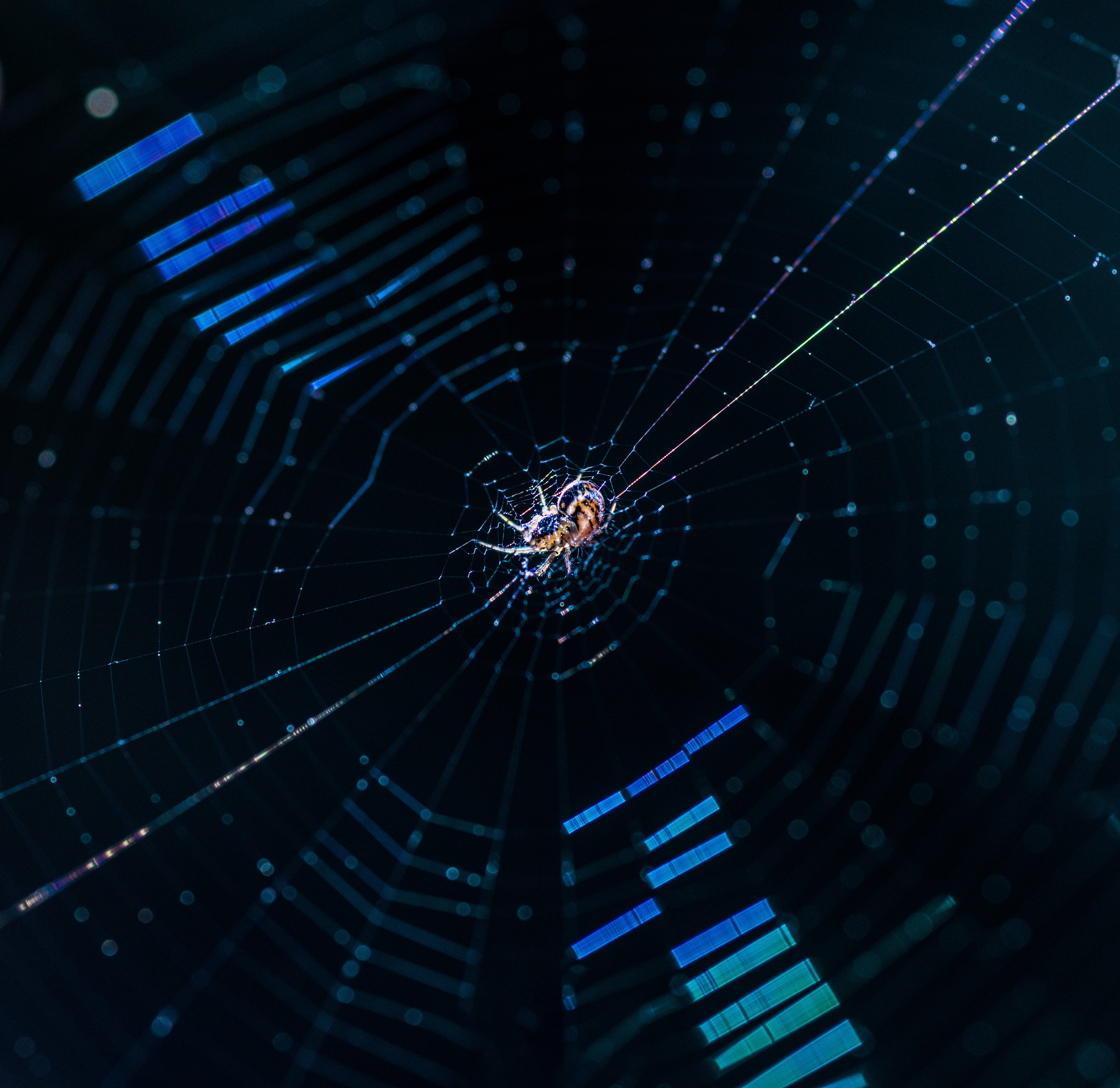 a spider that represent micro interactions for a website