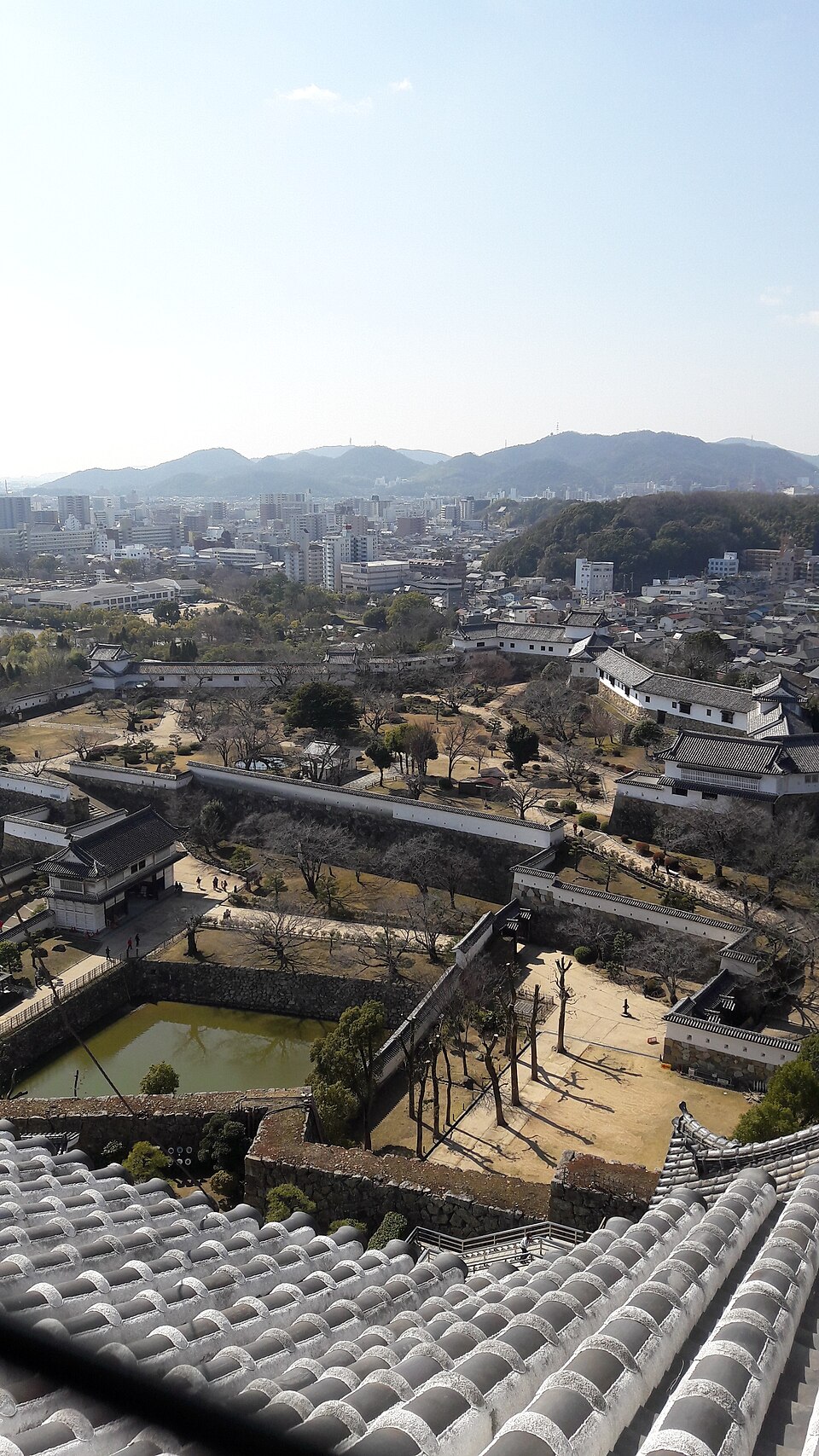a tree with pink flowers in front of a store