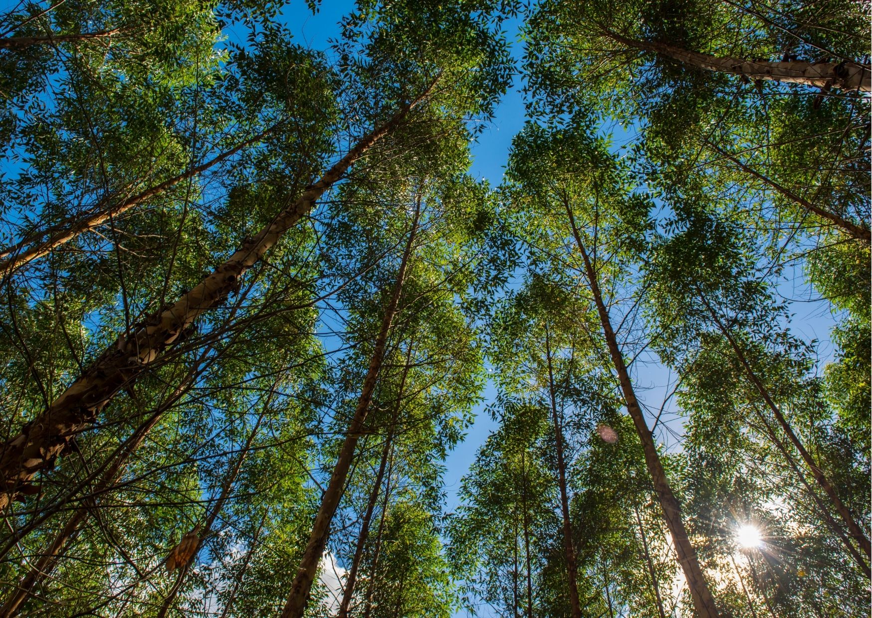 a view of trees in the sky from below