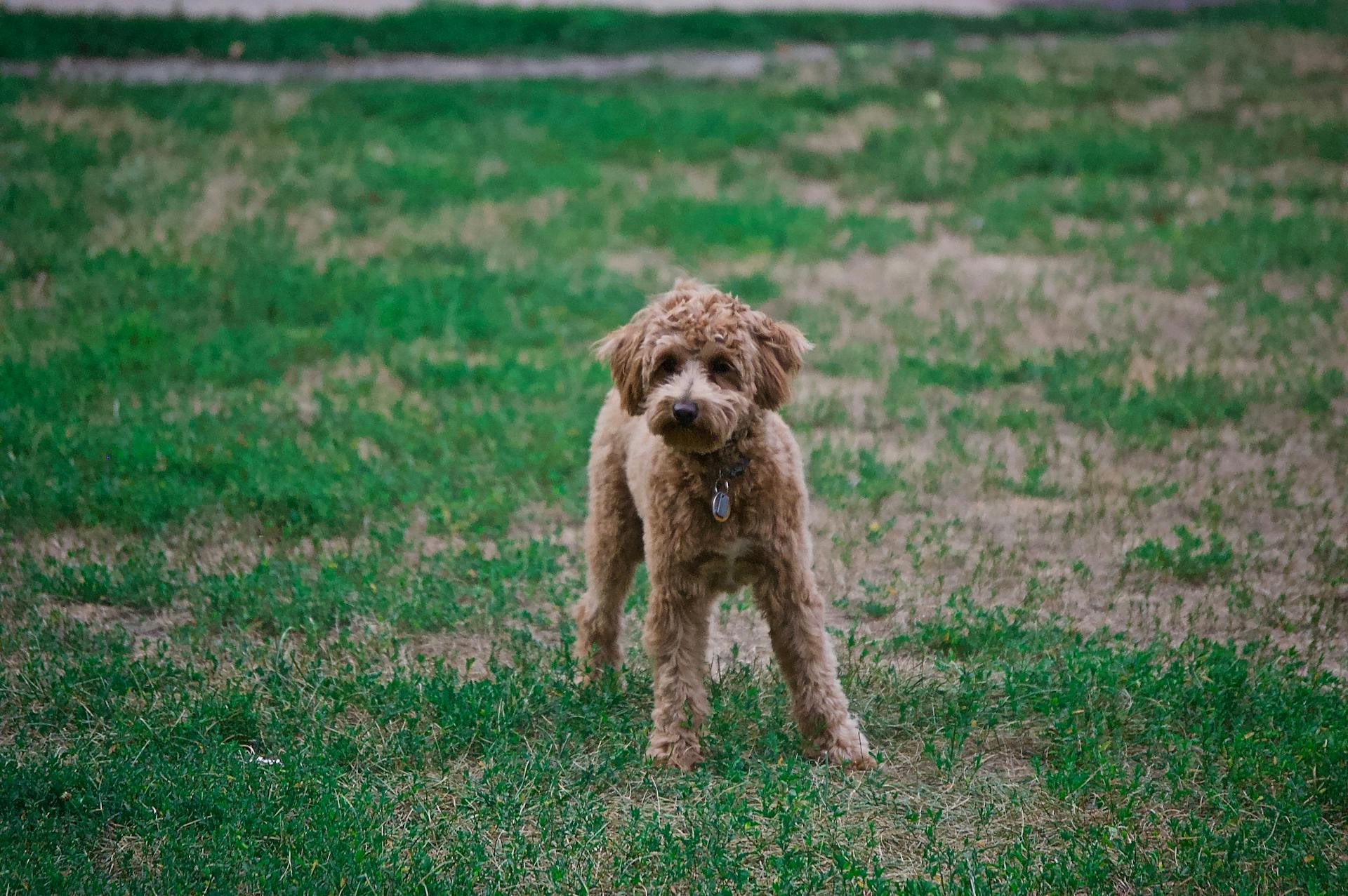 A brown dog with curly fur is standing on the green grass.