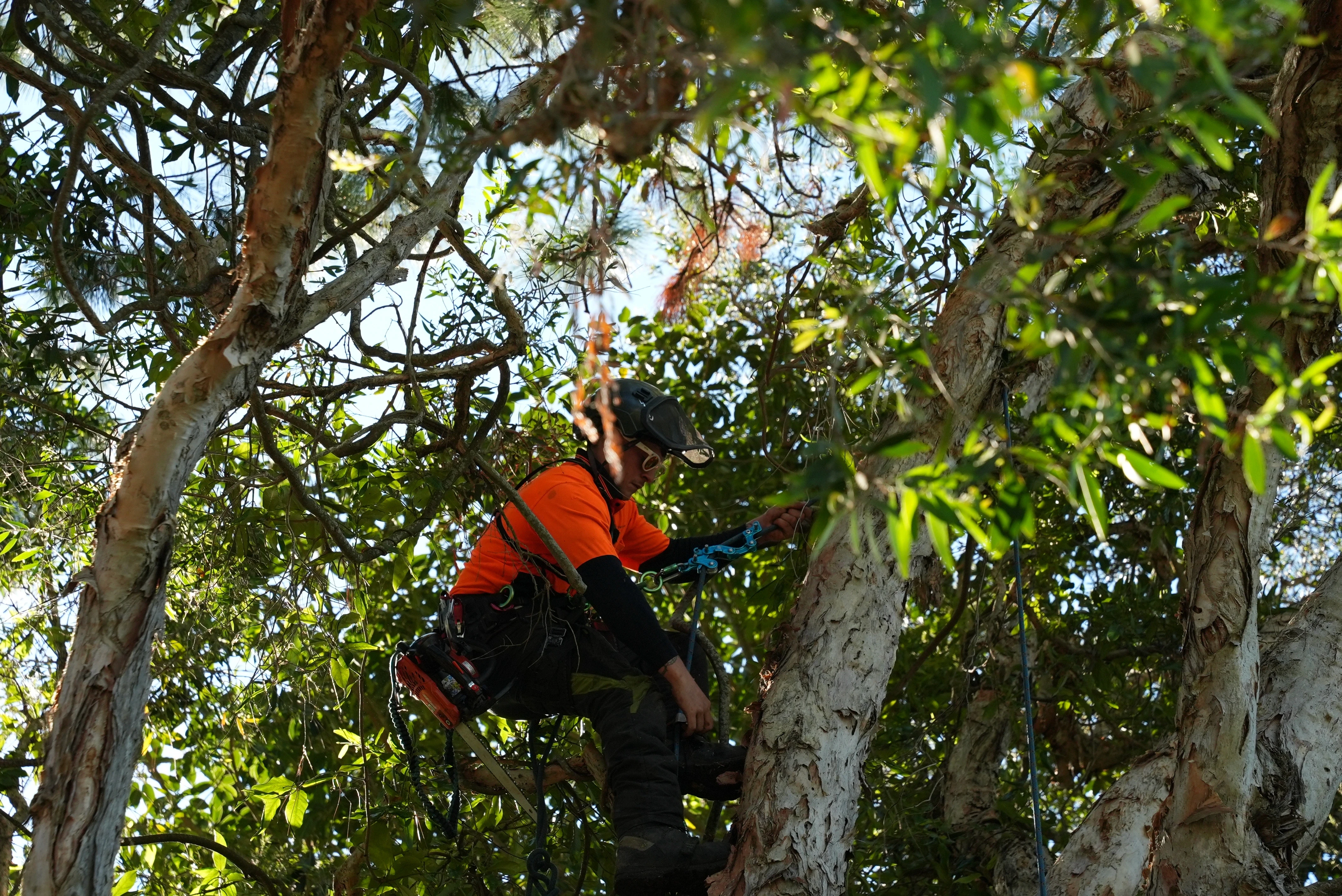 Climbing arborist working high in a tree canopy