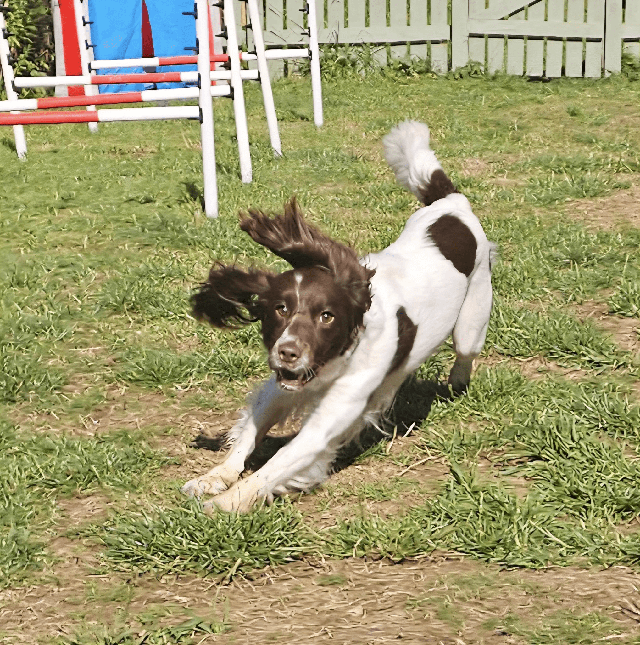 Image of a brown dog