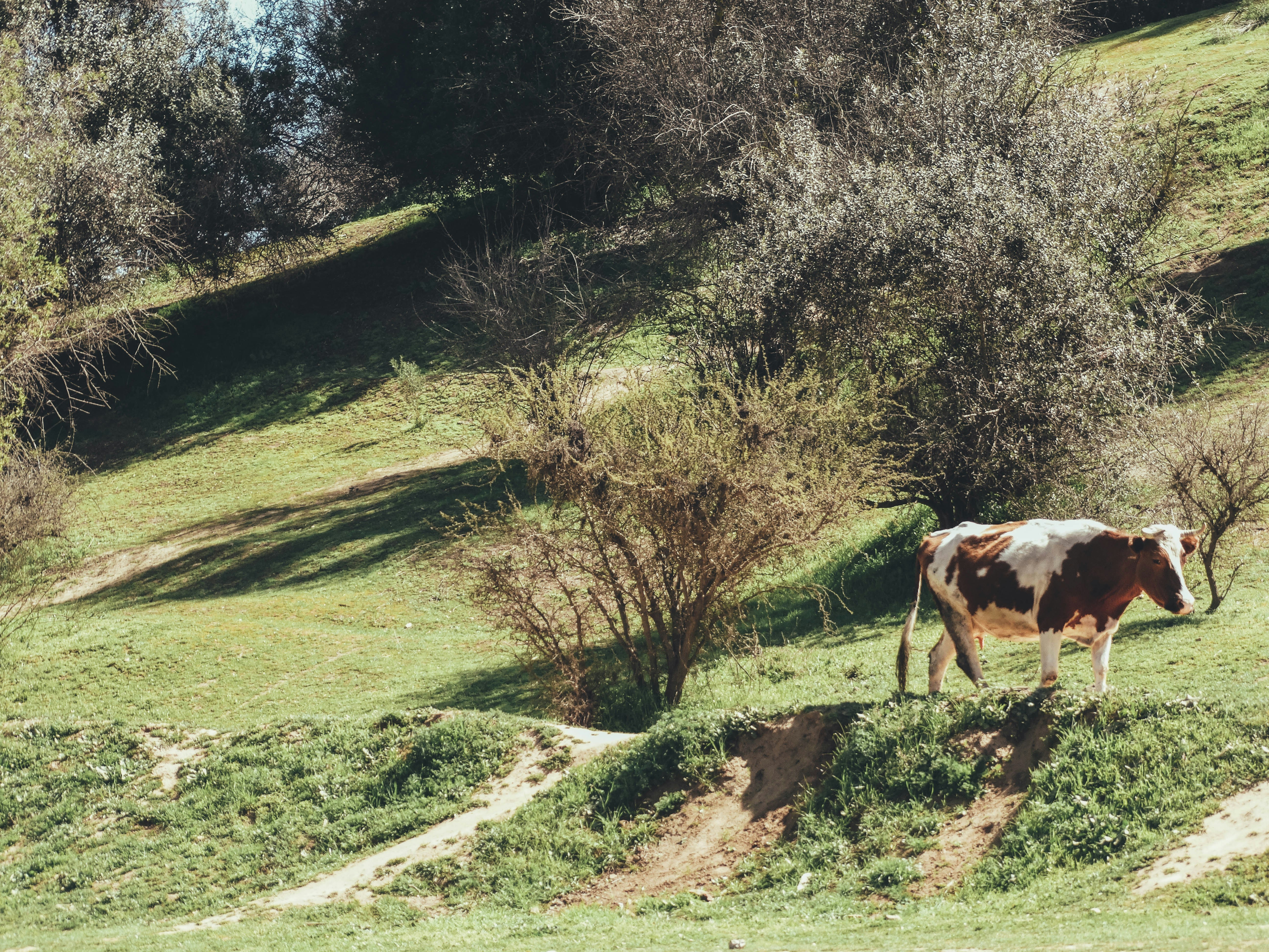 Inseminación artificial en vacas lecheras