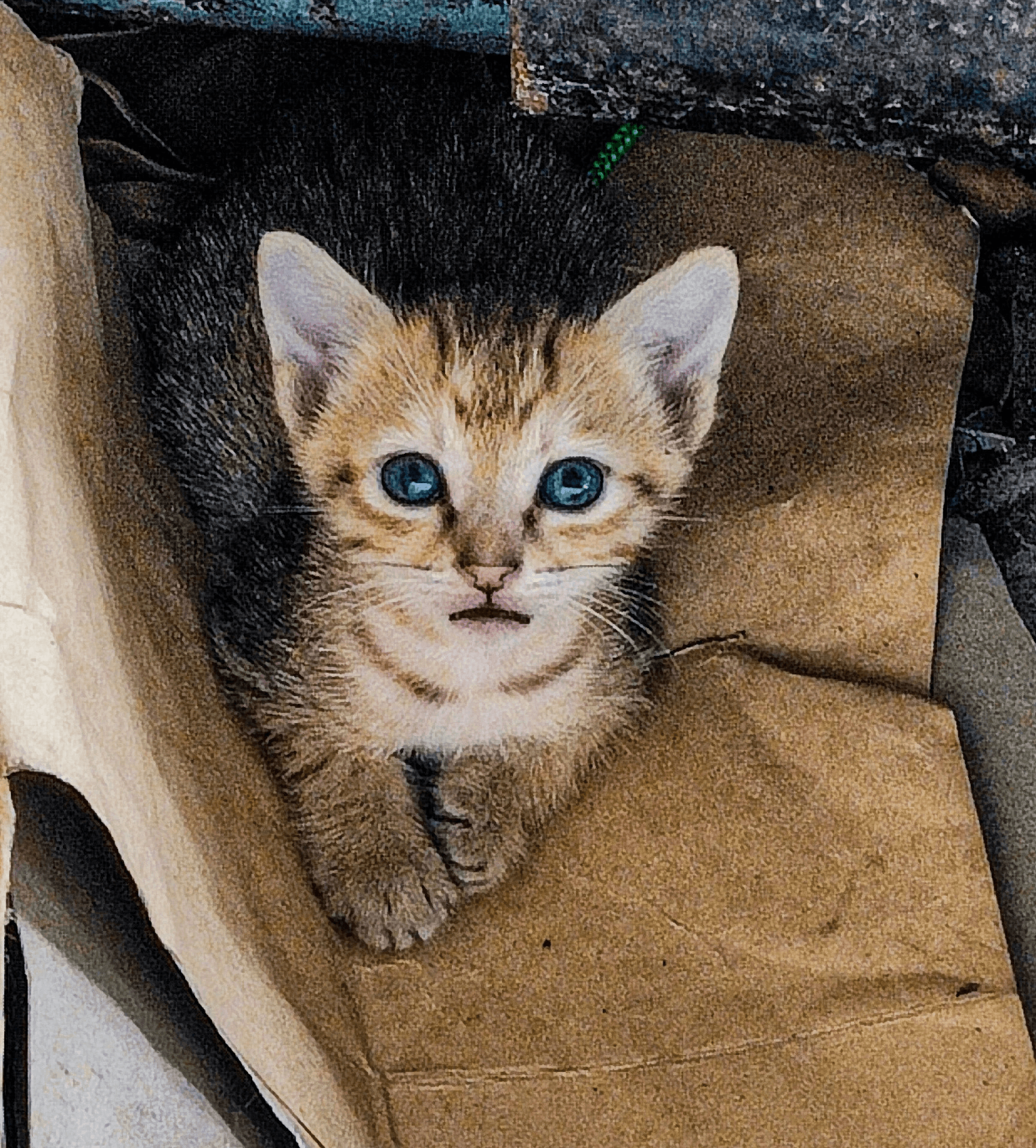 a cat in a cardboard box
