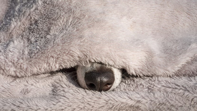 A dog's nose peeks out from underneath a cosy grey fluffy blanket, suggesting a lazy, sleepy dog.