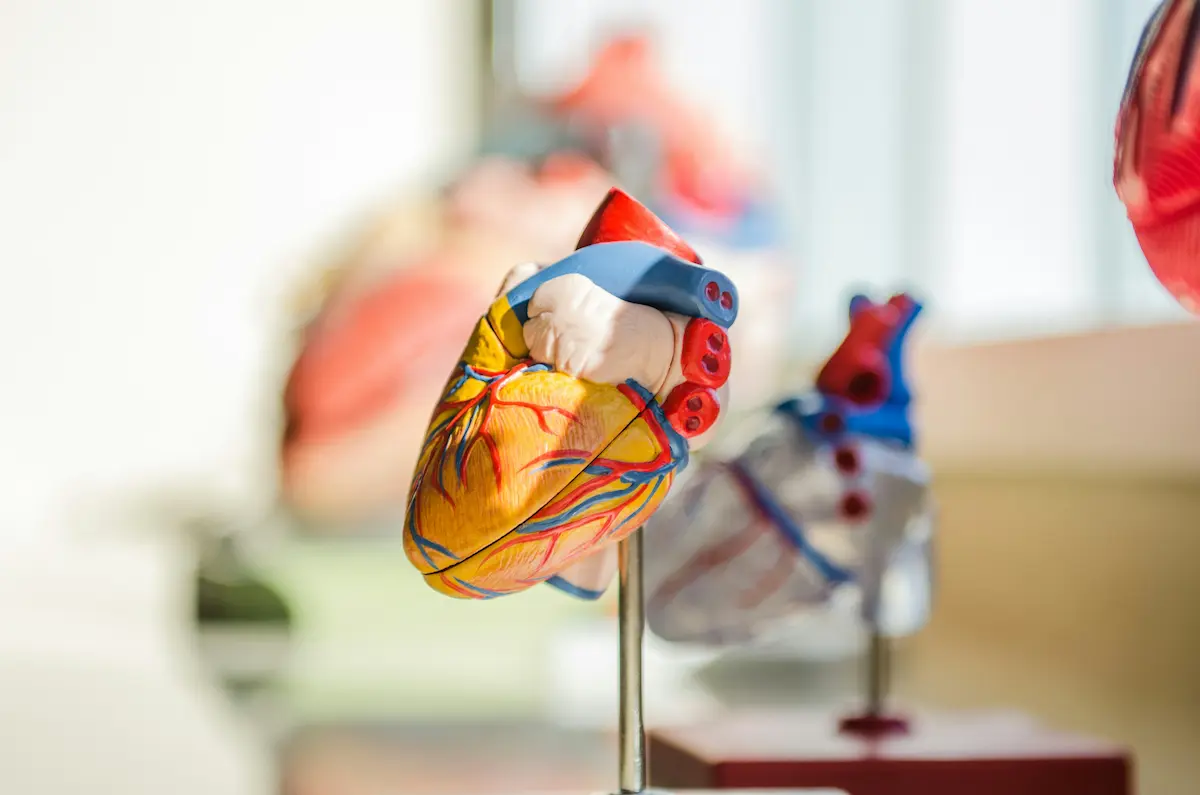 An anatomical heart model on a stand, showing arteries and veins, displayed in a softly lit medical setting.