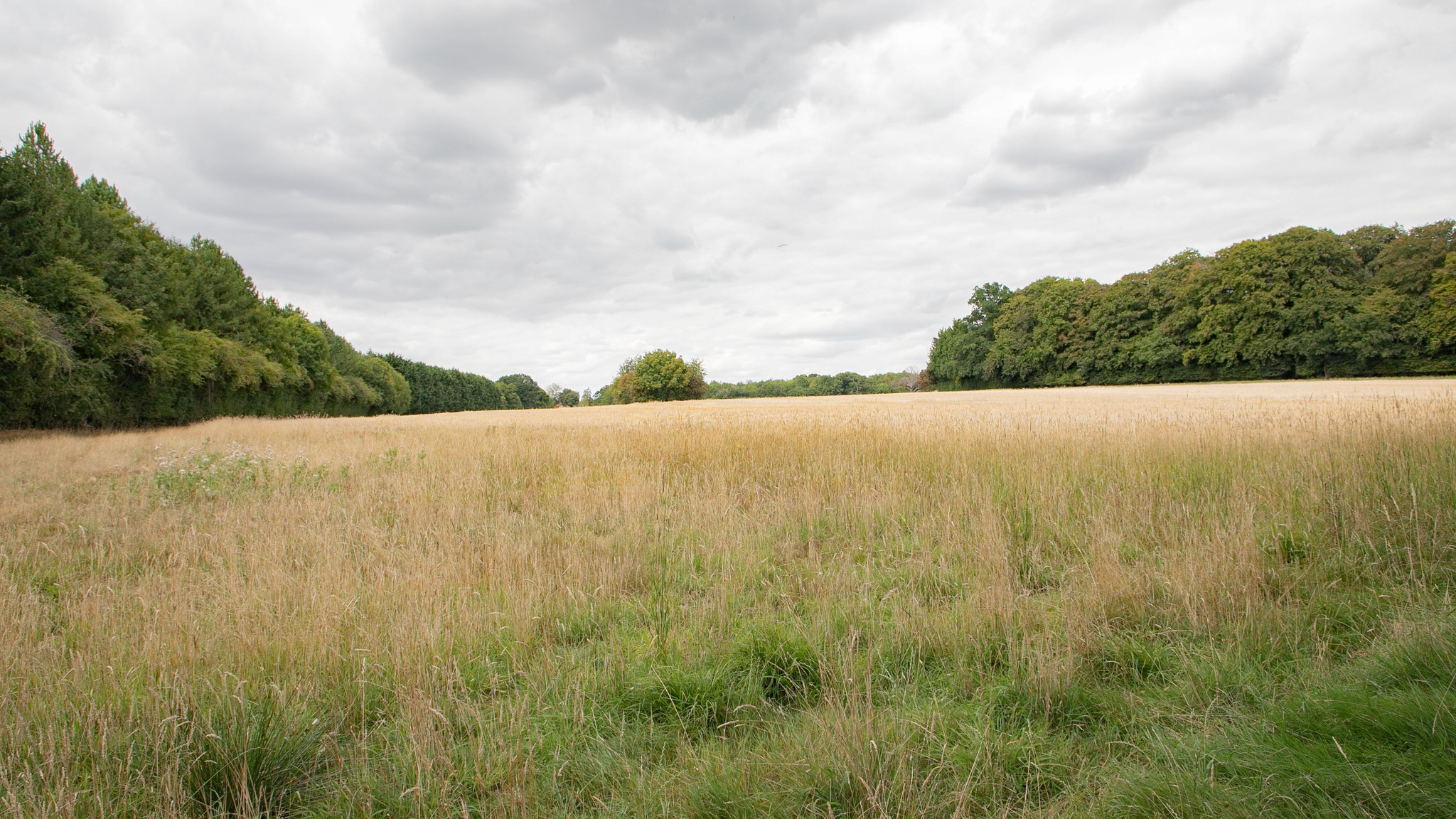 Two classic volkswagen beetles, one green, one cream.
