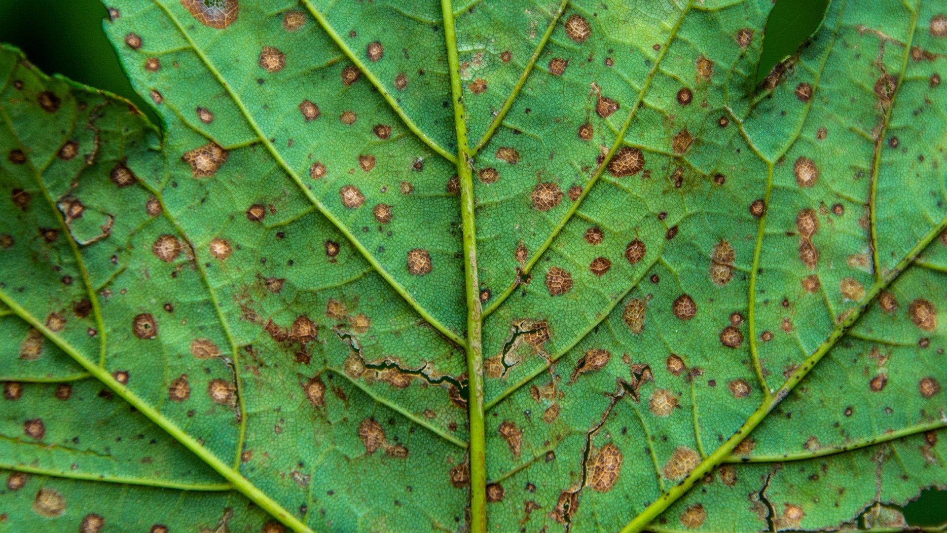 Leaf Blight