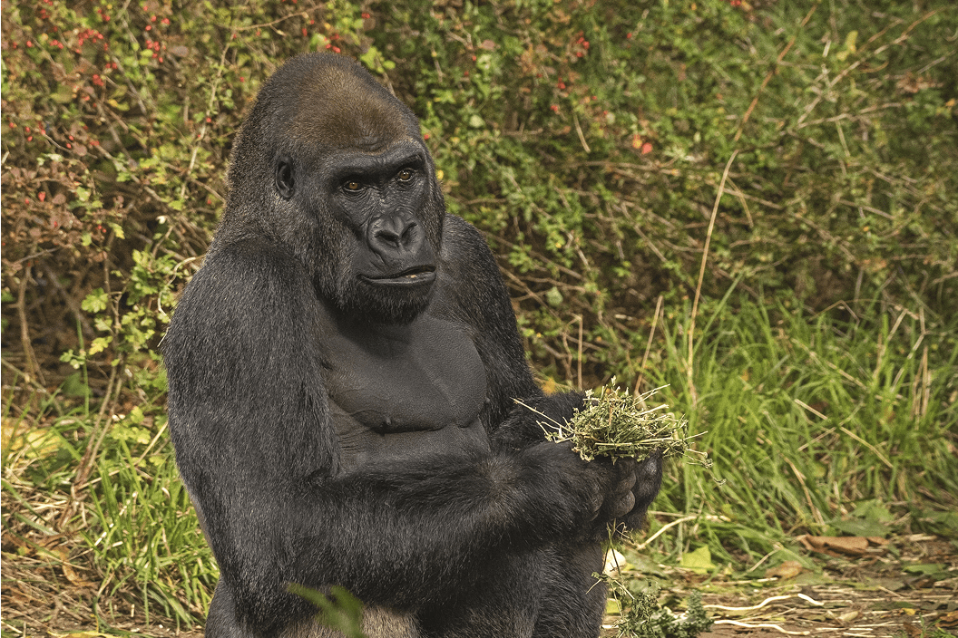 A fluffy gray rabbit rests on a floral chair.
