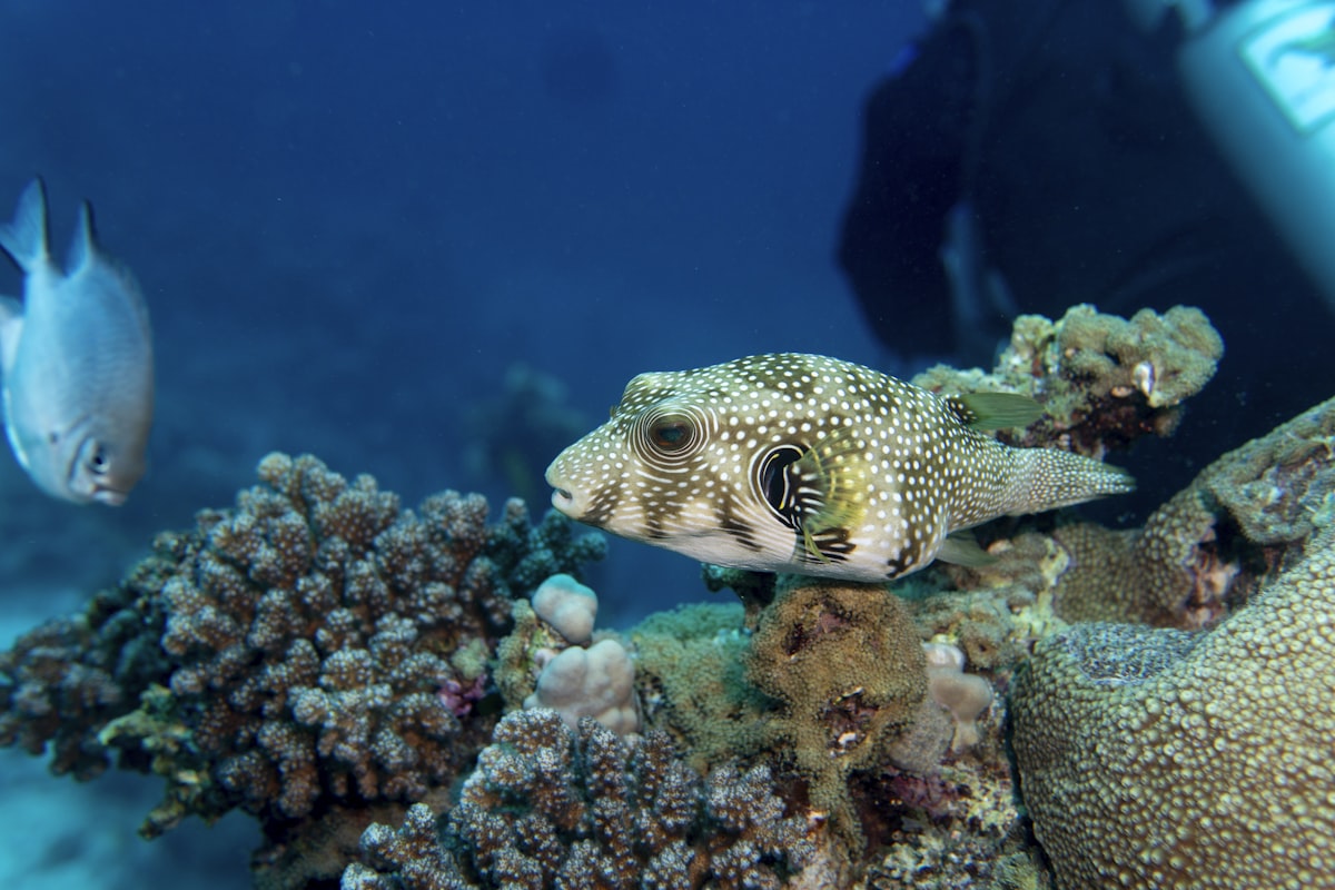 White-spotted pufferfish above coral with a scuba diver in the background