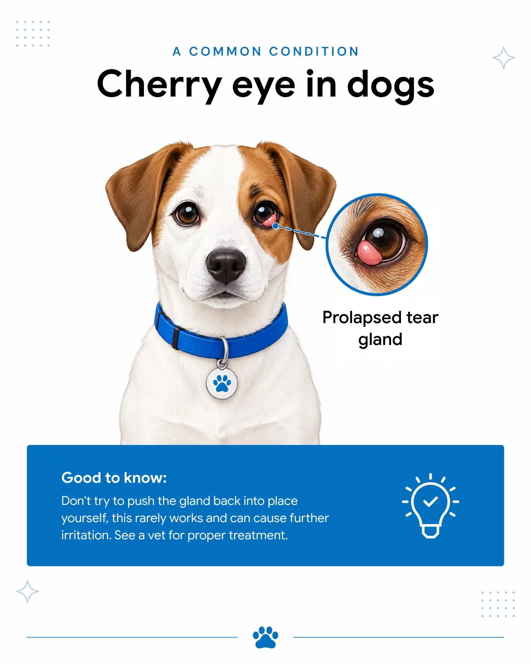An infographic showing a dog with cherry eye.