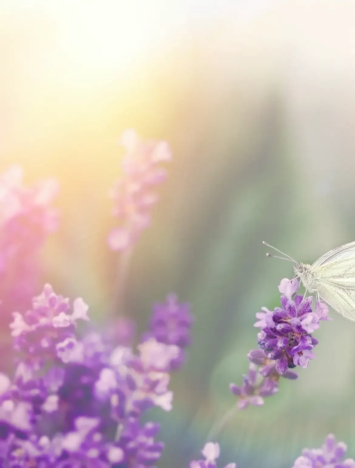 Bundles of fresh herbs, including basil, rosemary, and thyme, hanging upside down on strings against a white background, conveying a rustic, fragrant atmosphere.