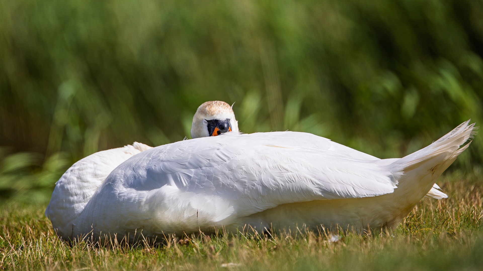 Resting mute swan, head tucked low, still watching. Cover image for Difficult People Don't Exist. Photo by Mats Soomre. #MomentsBySoomre