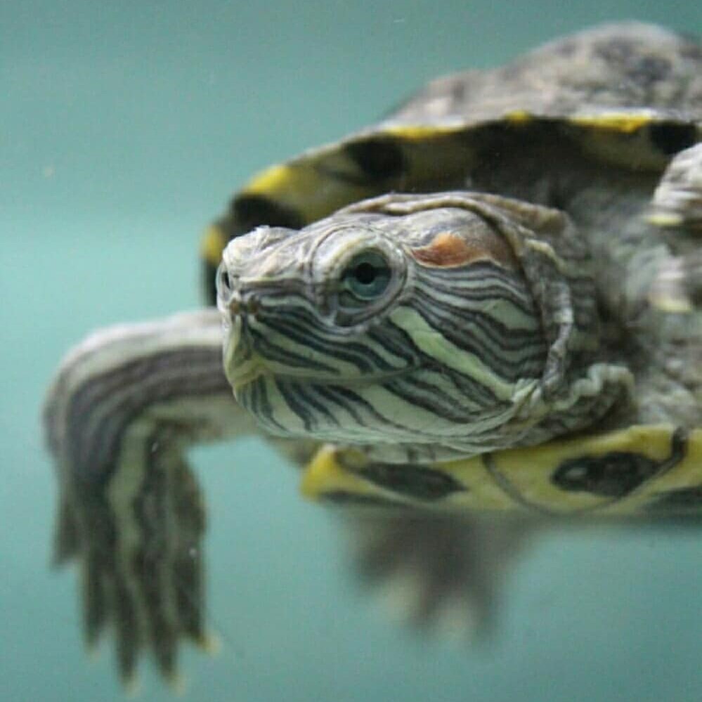 Turtle in an acquarium